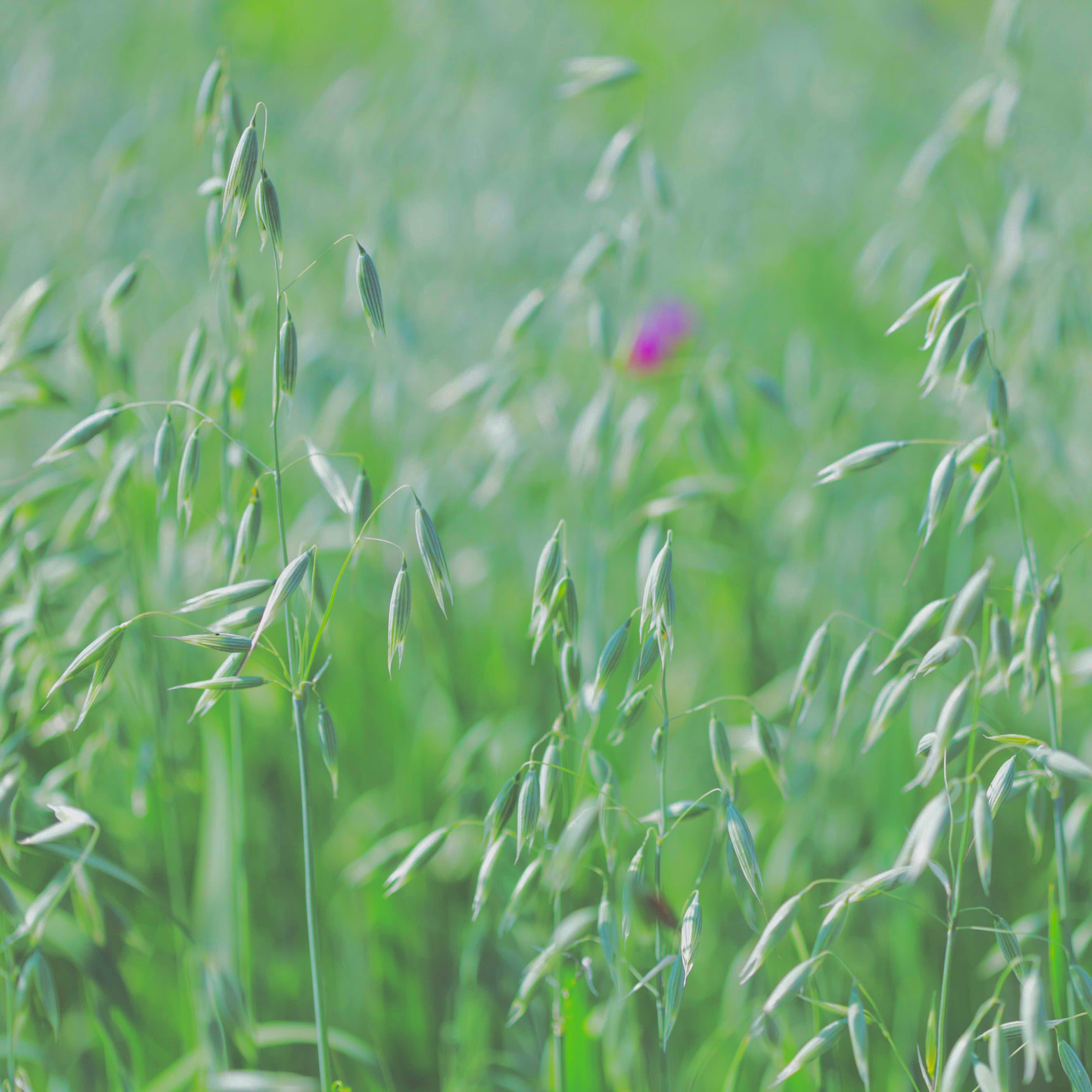 Green oats with a blurred background