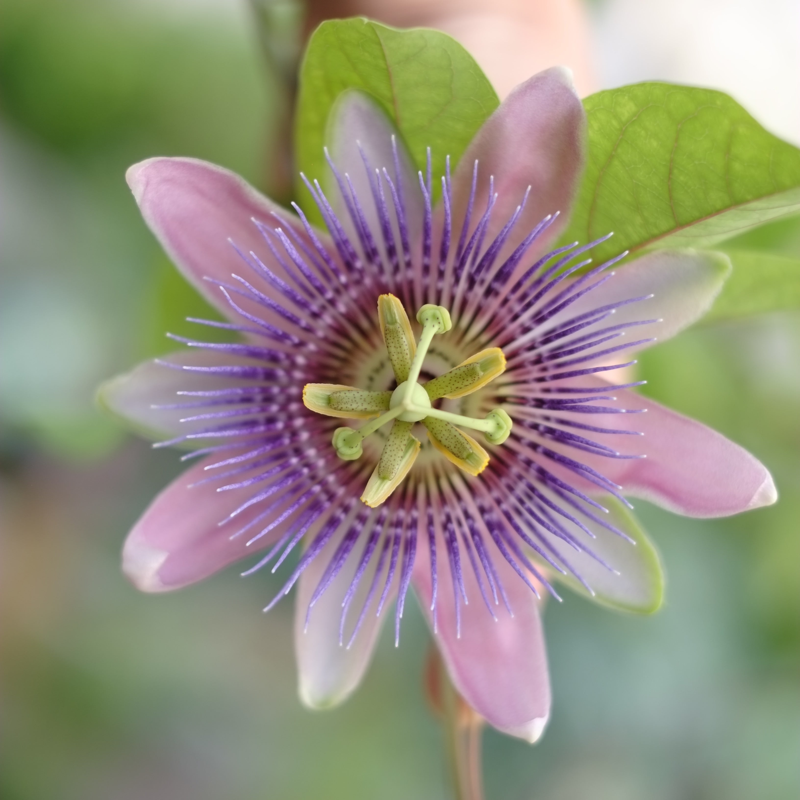 DREAM PLANTS OF KING SOLOMON // sleep tonic