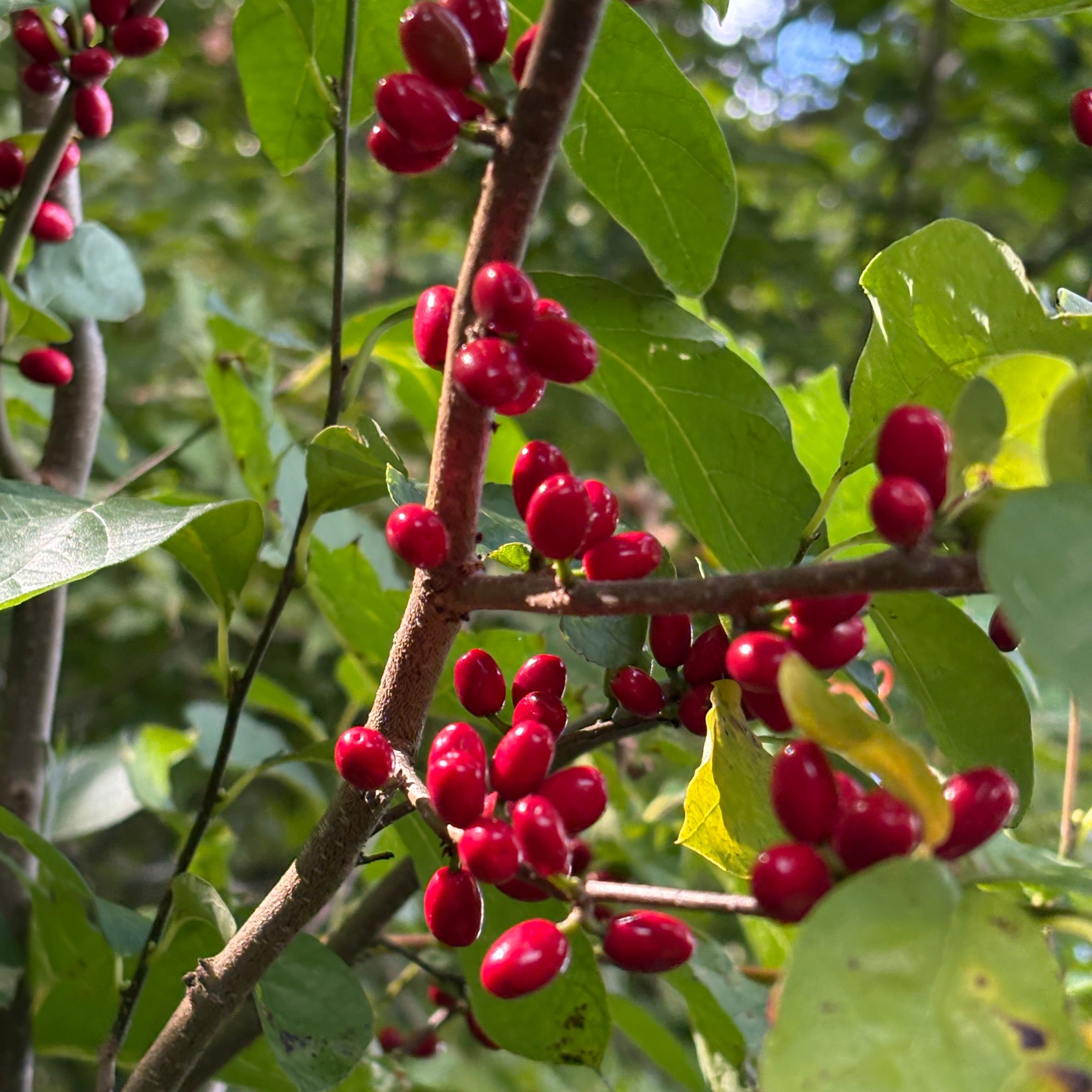 Red spicebush berries on a branch with green leaves