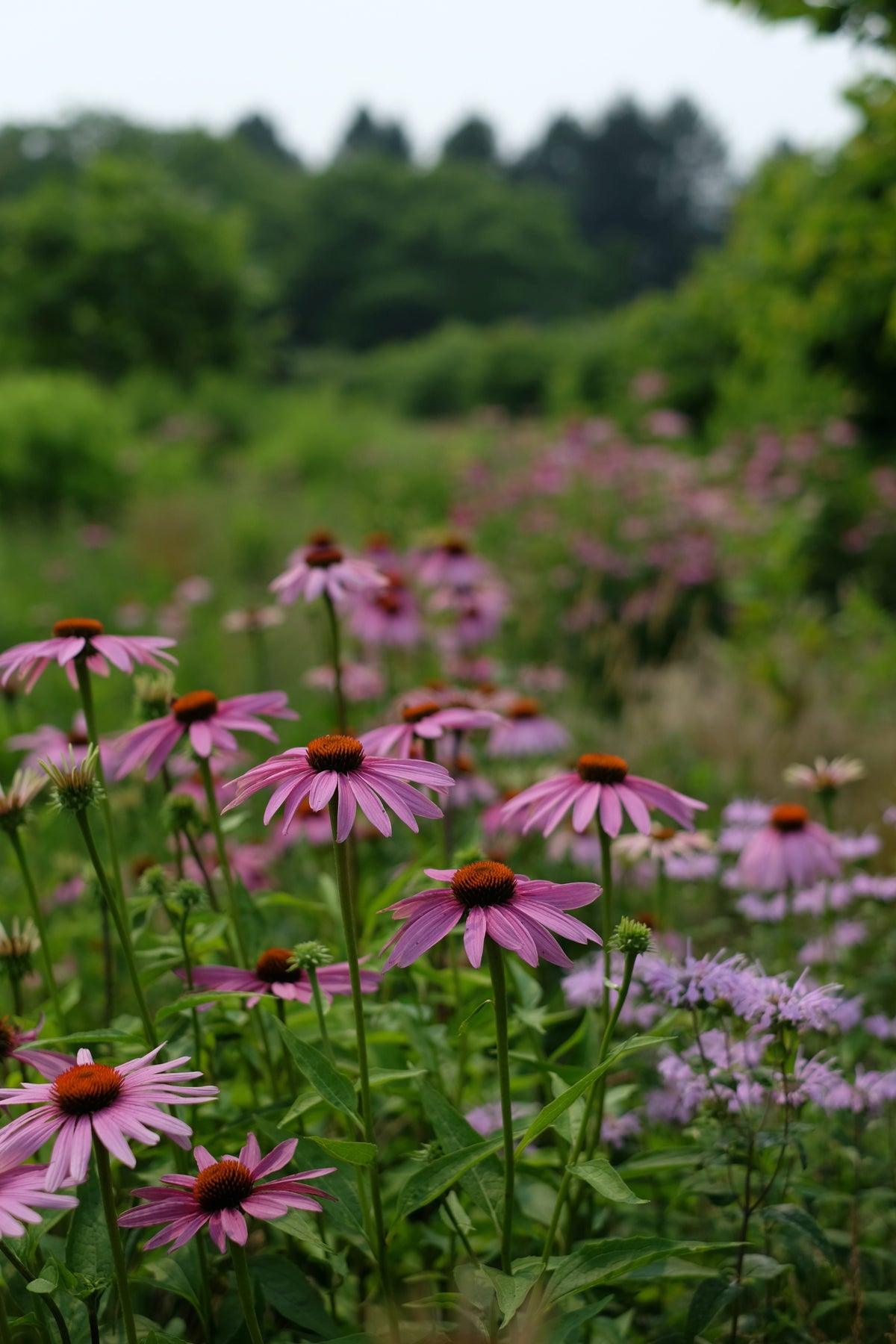A VOICE IN THE WILDERNESS DAY RETREAT