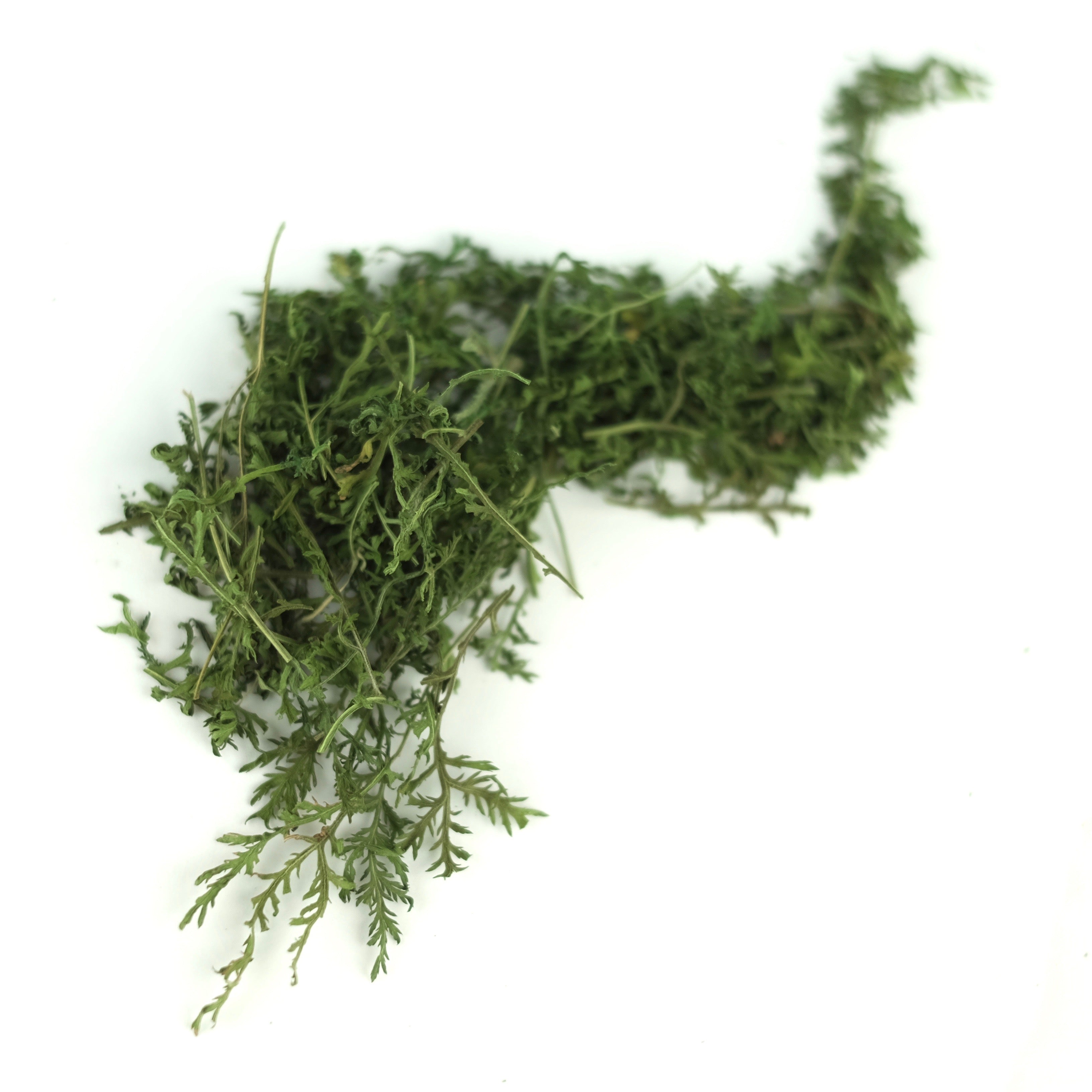 SWEET WORMWOOD