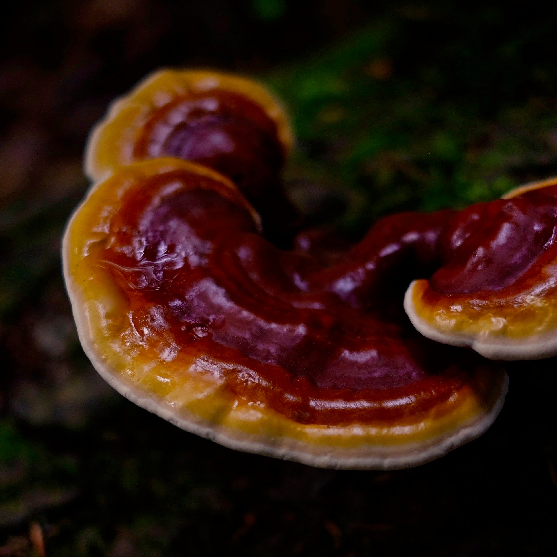 Reishi (Ganoderma lucidum) is also known as the Mushroom of Immortality and is revered for its adaptogenic and longevity enhancing properties. Can be used in hot water infusions, broths, decoctions, tinctures and dual extractions.