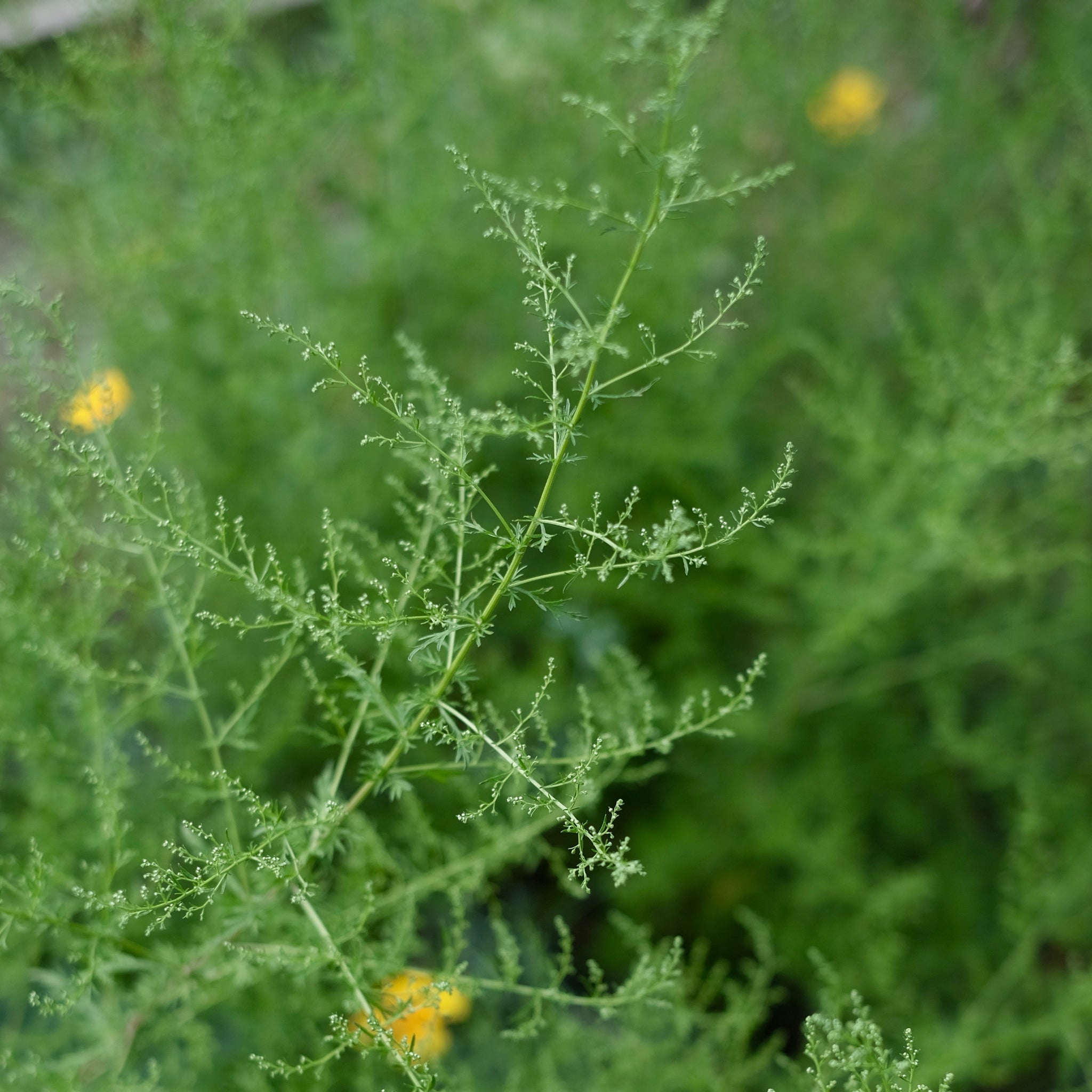 SWEET WORMWOOD
