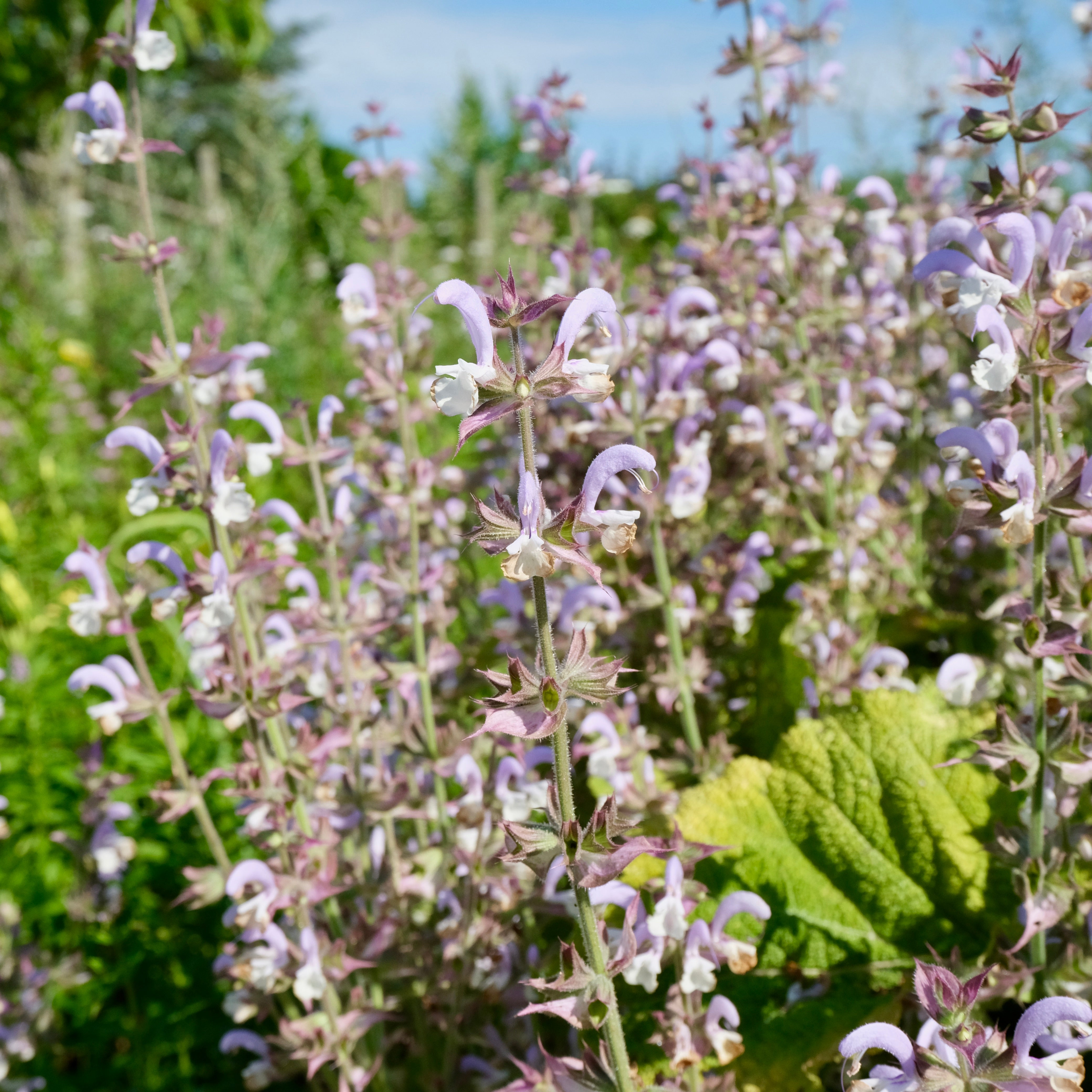 Clary Sage at Immaculata Herb Farm