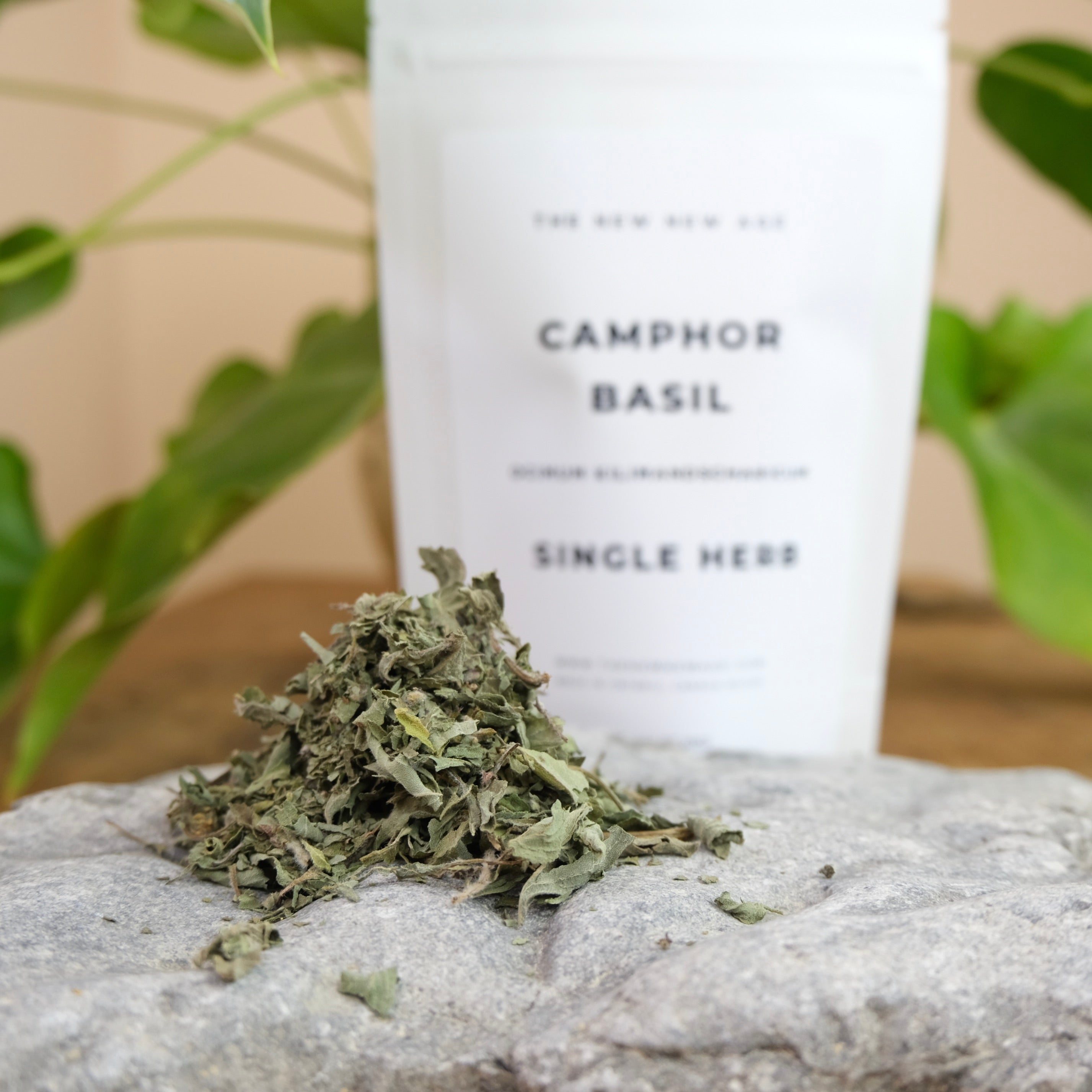 CAMPHOR BASIL