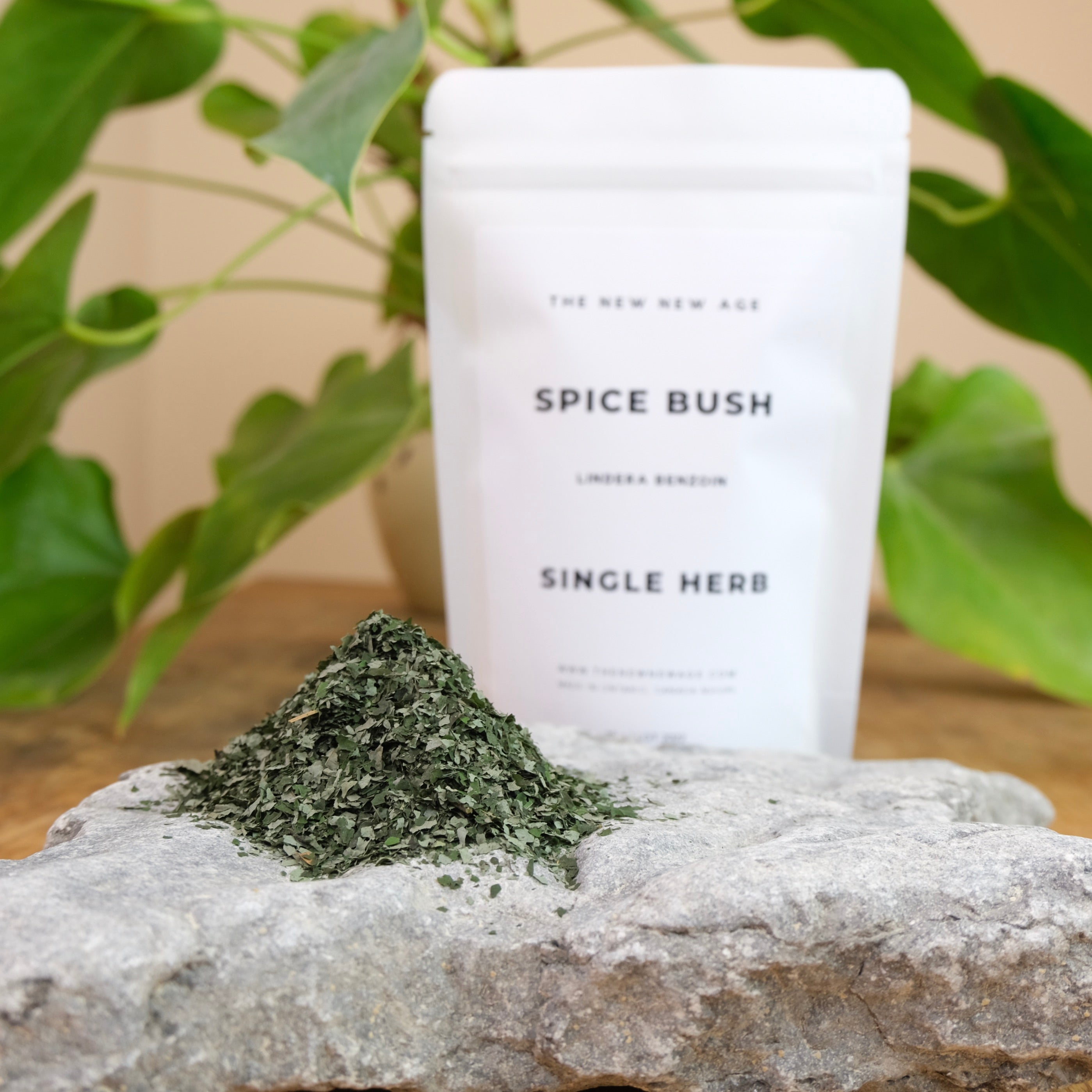 SPICE BUSH LEAF AND TWIG