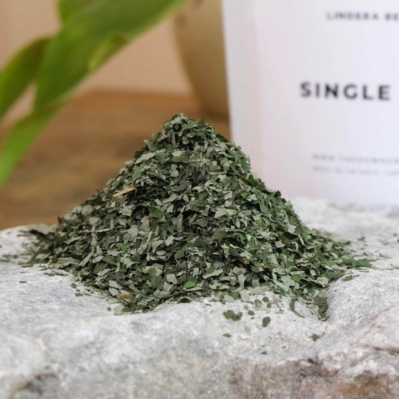 SPICE BUSH LEAF AND TWIG