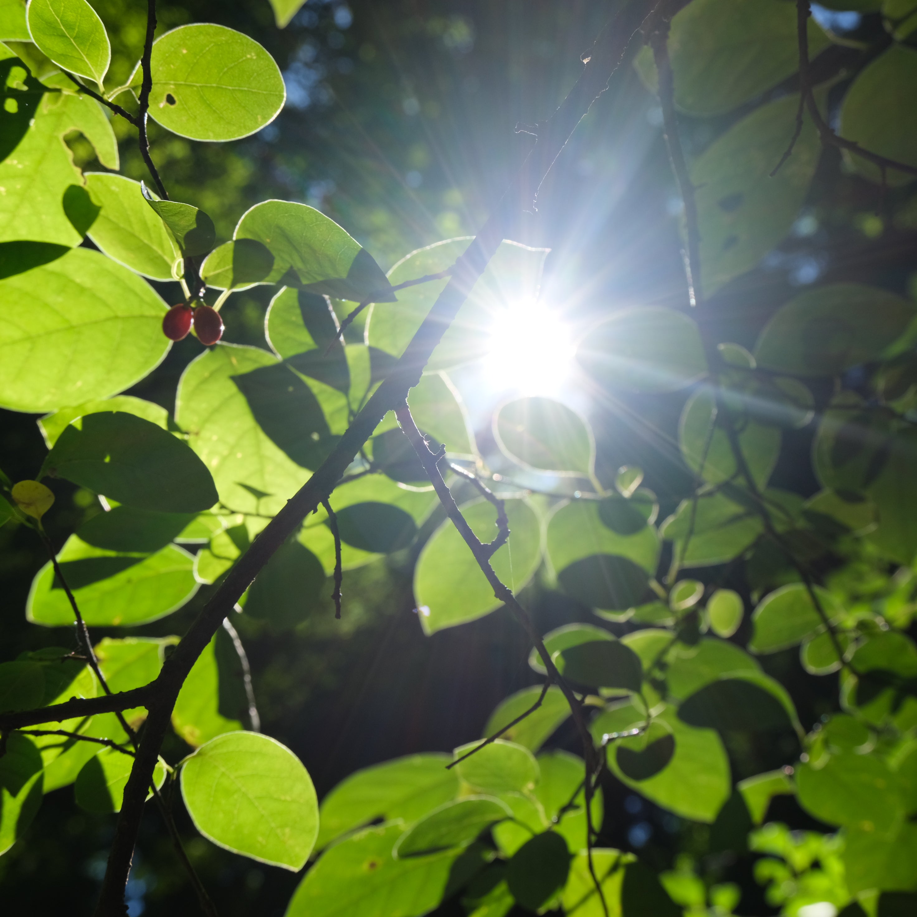 Spice Bush from The New New Age Herb Farm