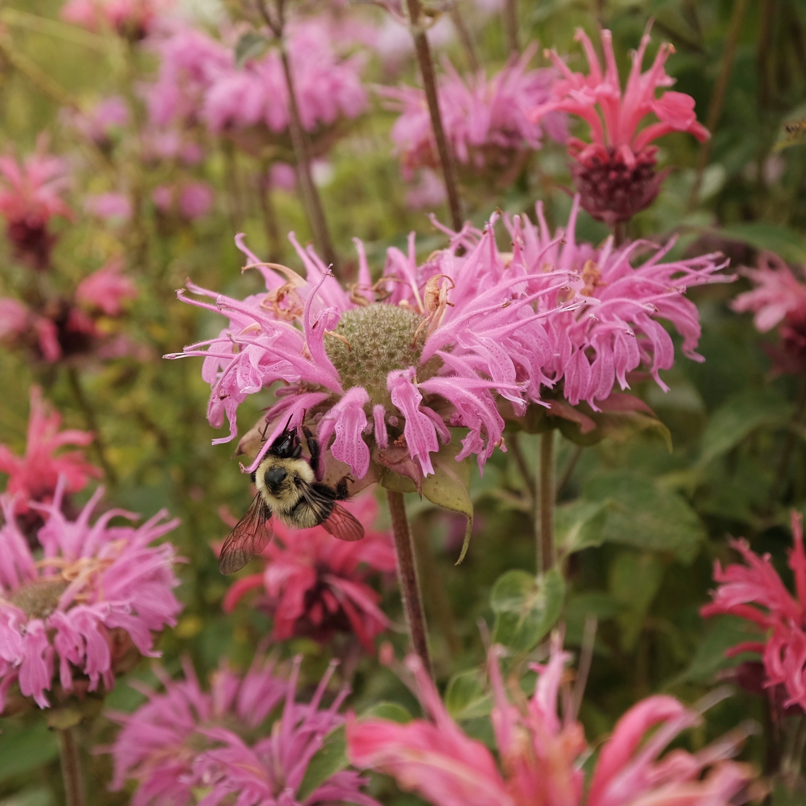 ROSE BEE BALM