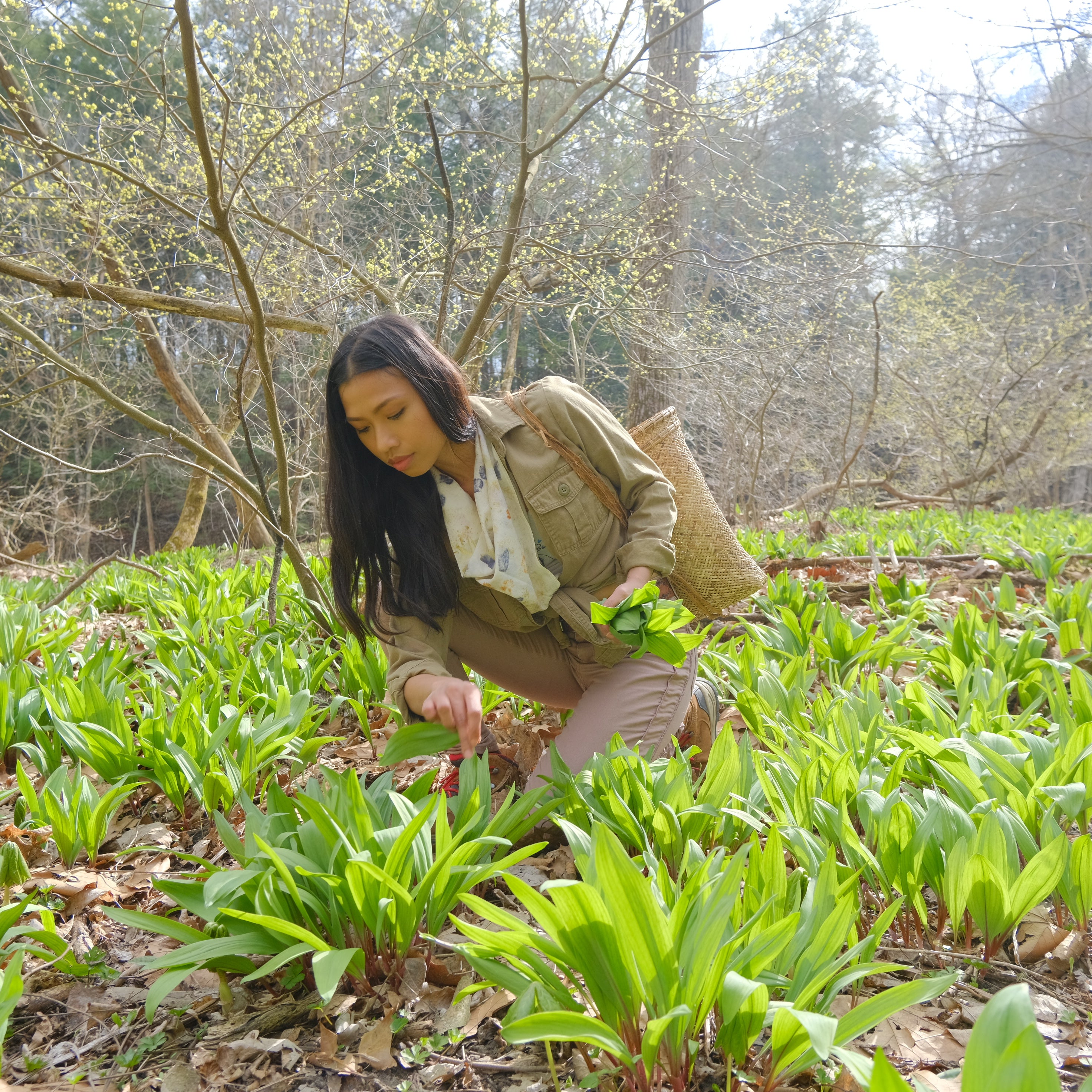 Harvesting Wild Leeks from Immaculata Herb Farm.