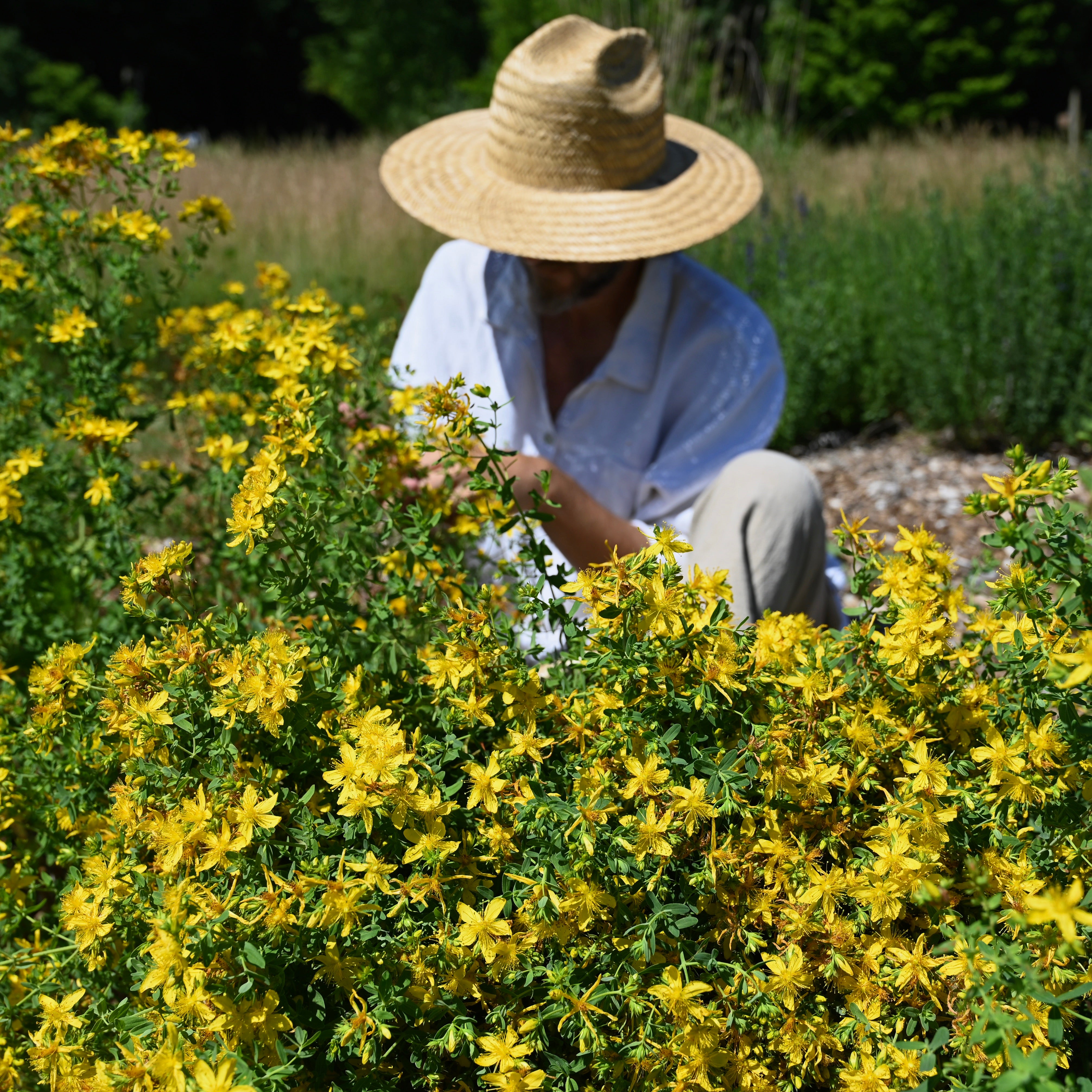 St John's Wort from The New New Age Herb Farm