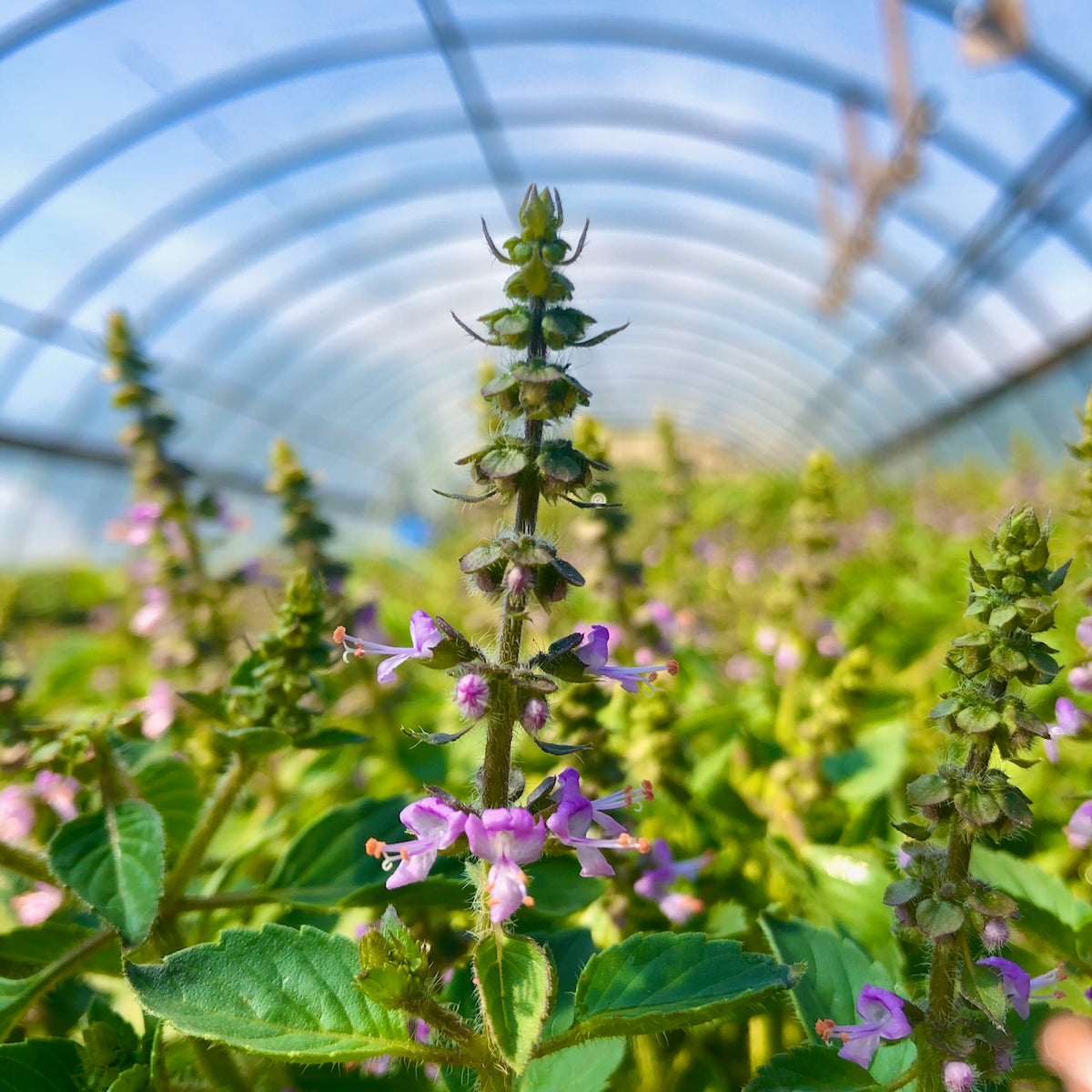 HOLY BASIL
