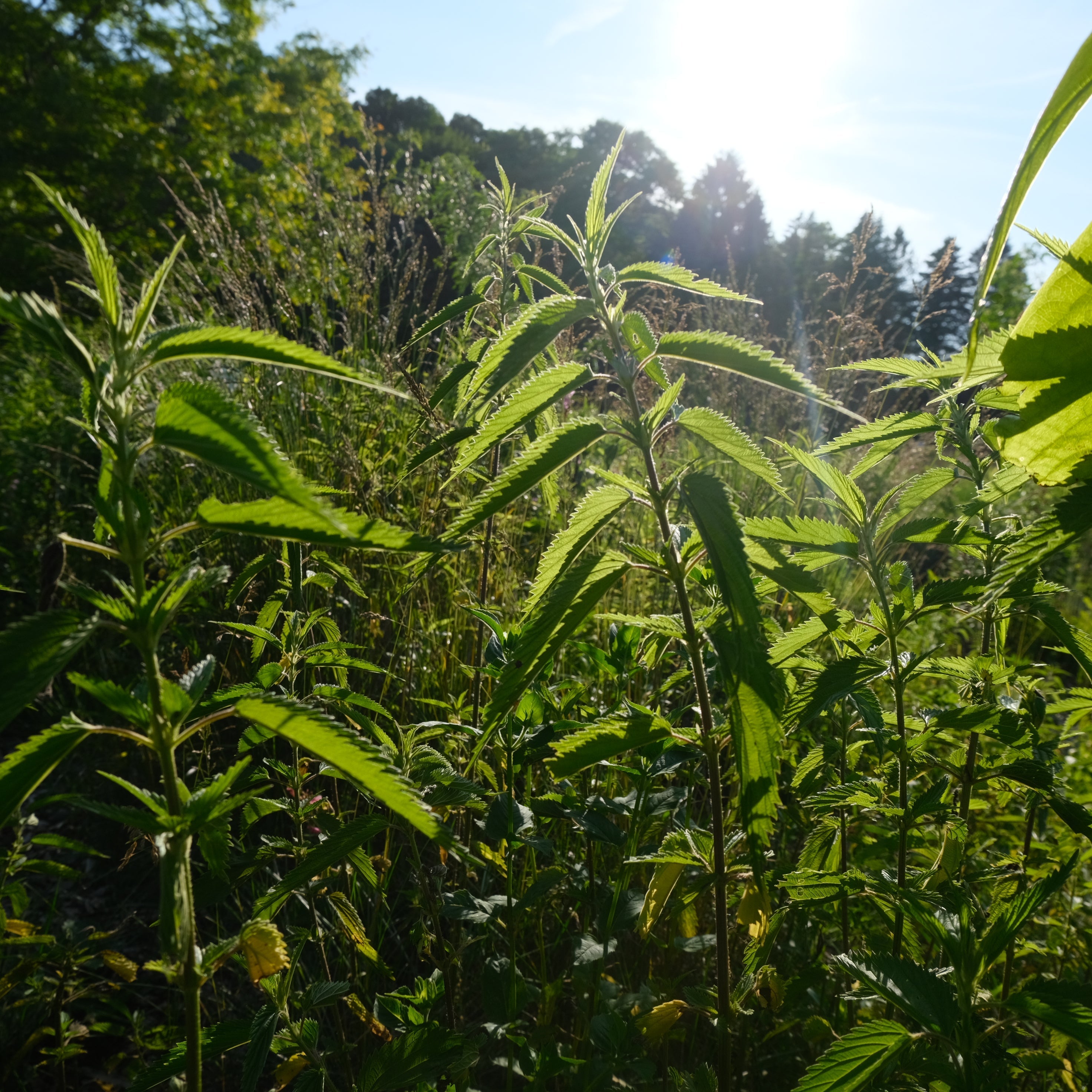 Herbs for Springtime