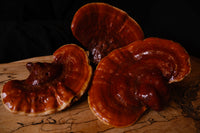 Reishi Mushroom - The Heart of the Forest