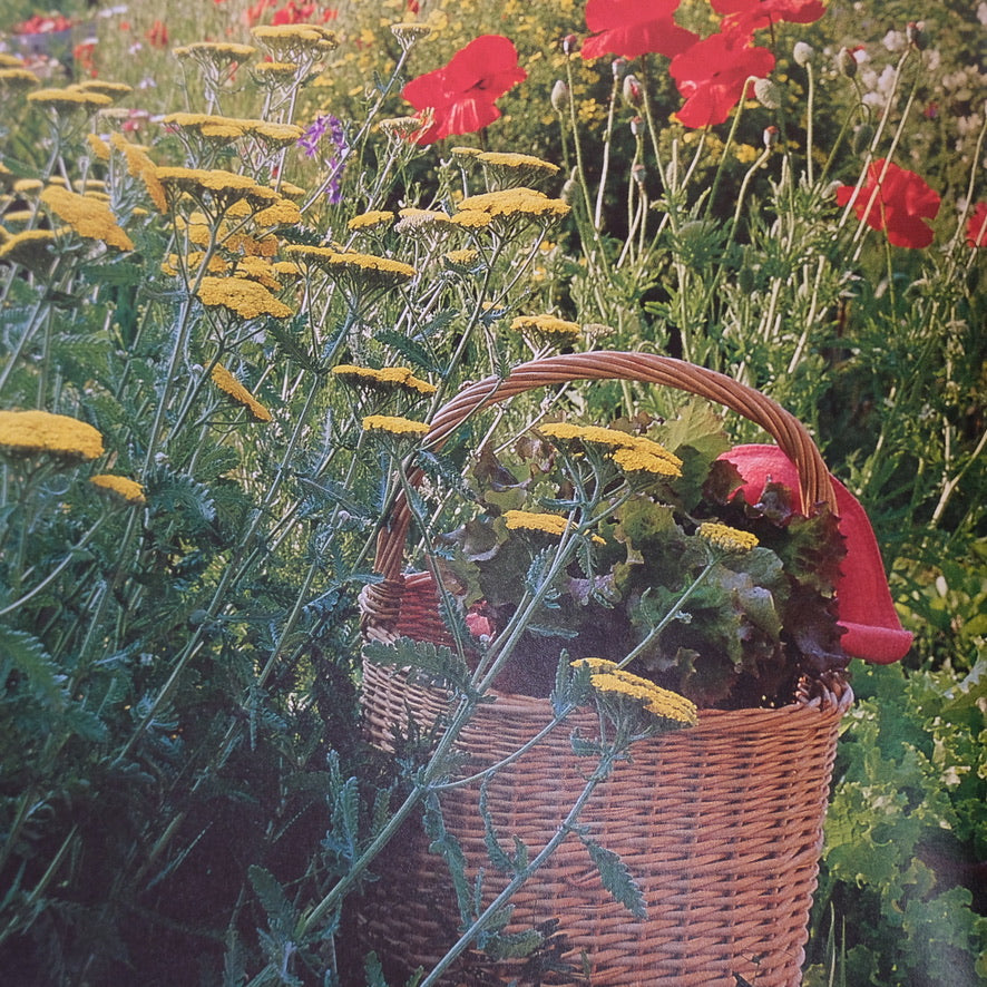 HERBS THE COMPLETE GARDENER'S GUIDE