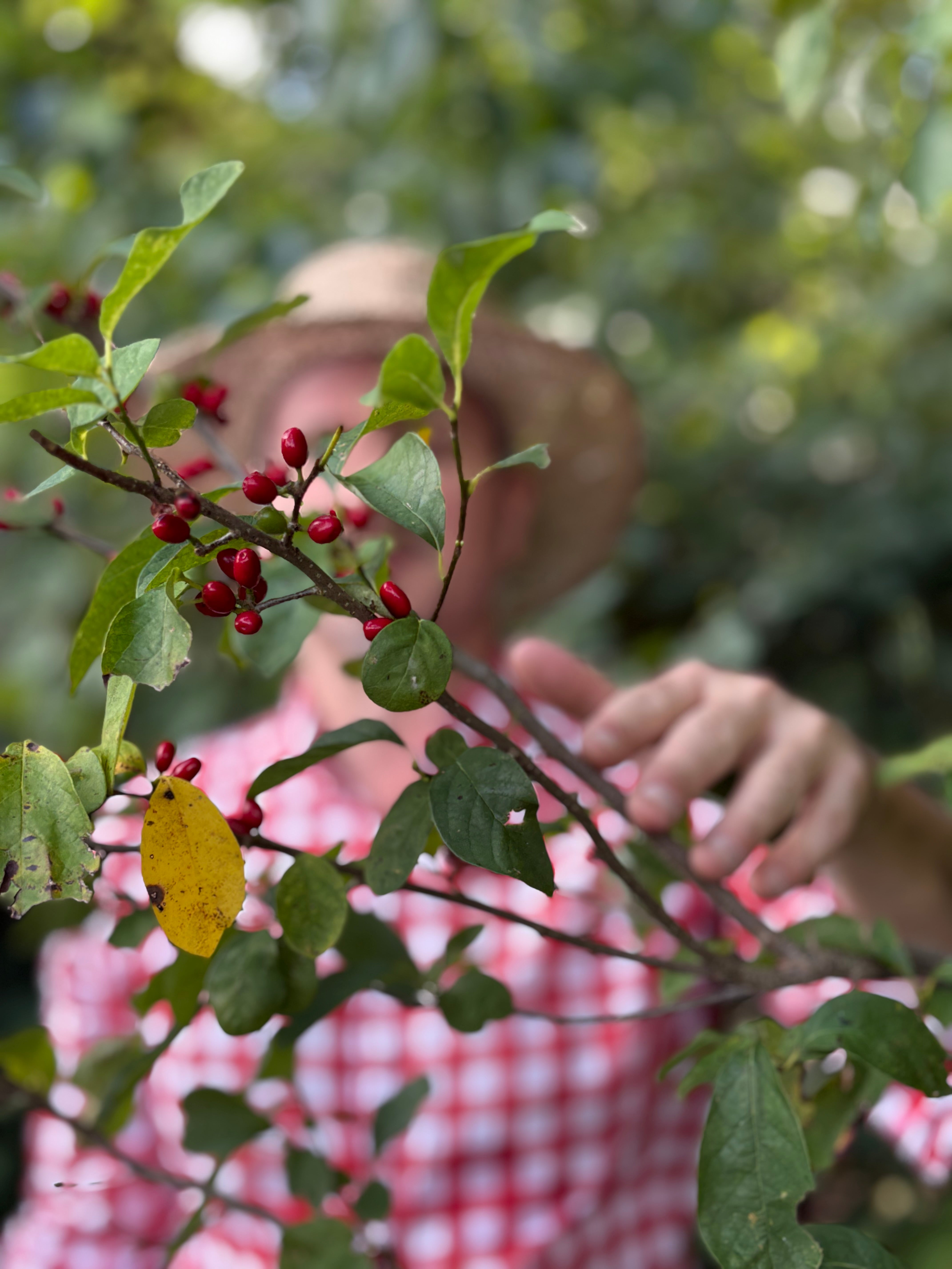 SPICE BUSH LEAF AND TWIG