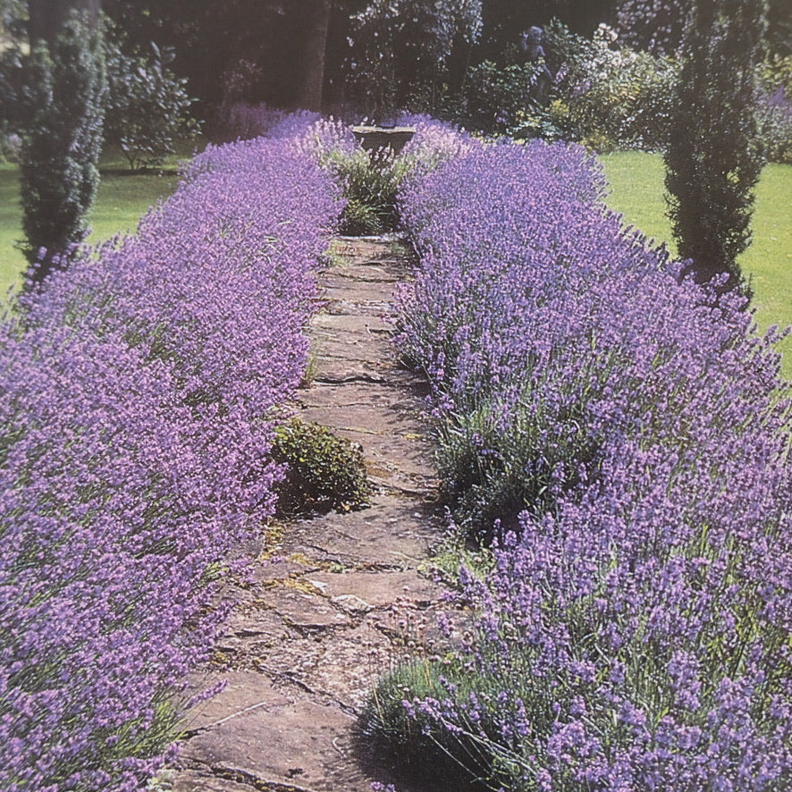 HERBS: RODALE'S SUCCESSFUL ORGANIC GARDENING