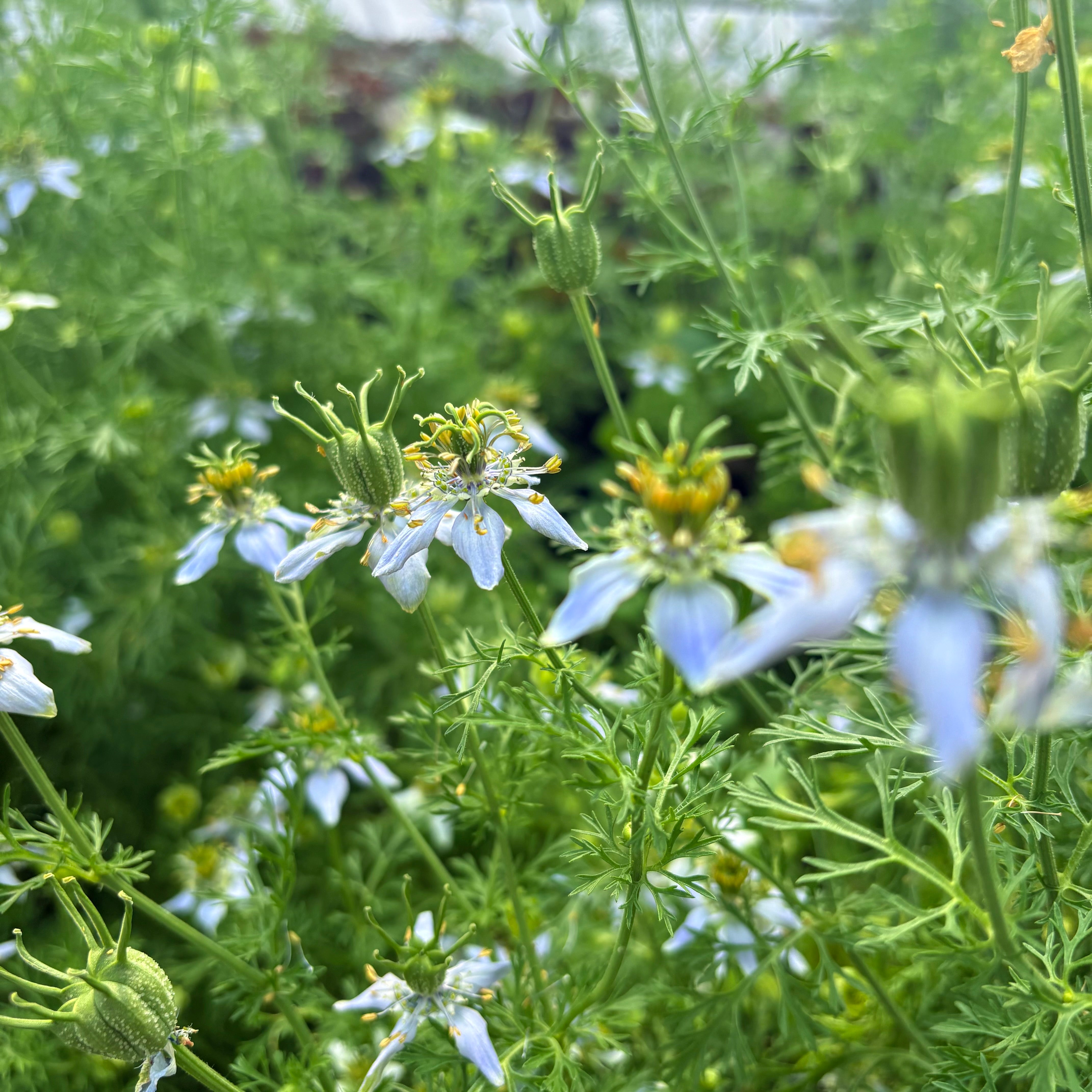 Black seed growing at The New New Age