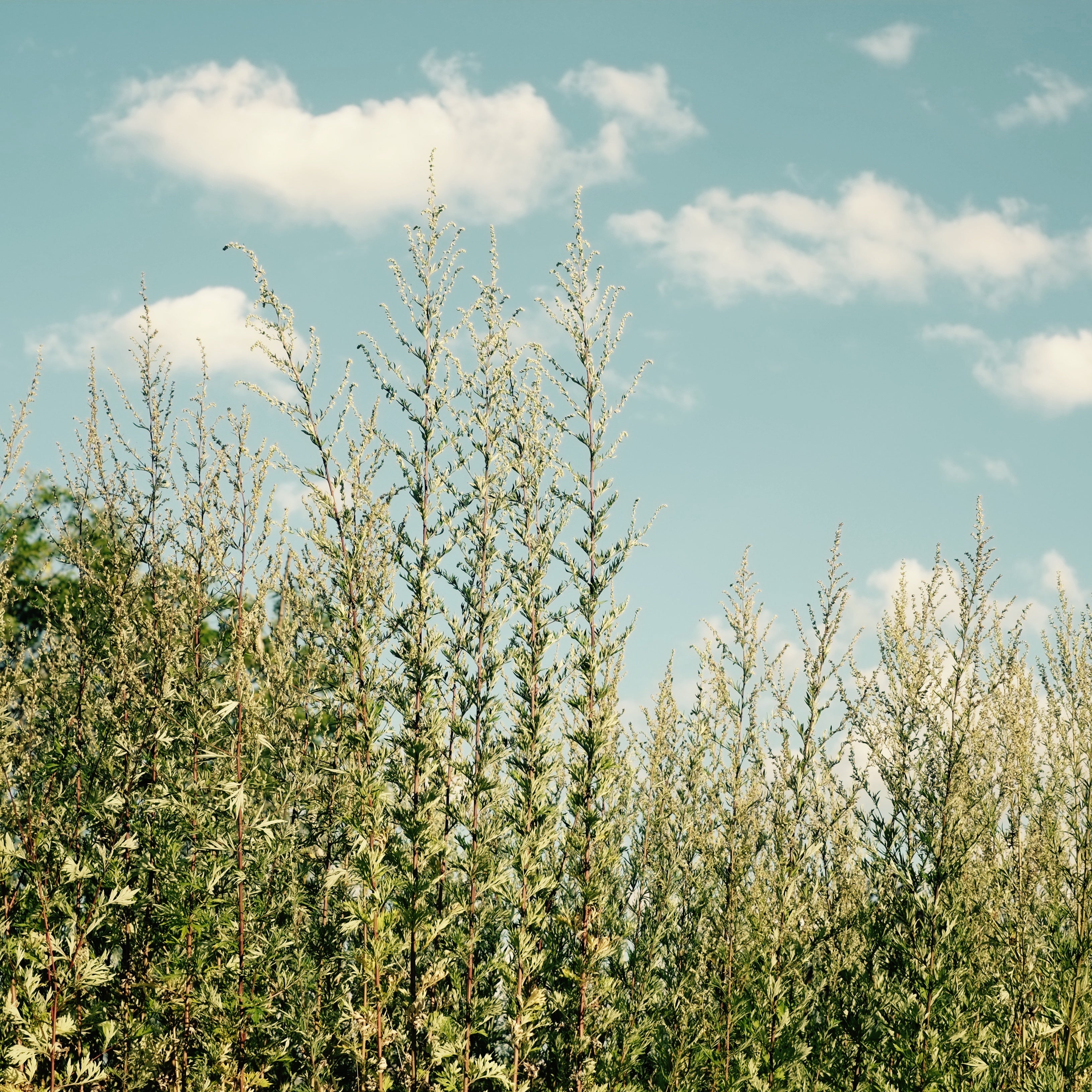 Mugwort from The New New Age Herb Farm