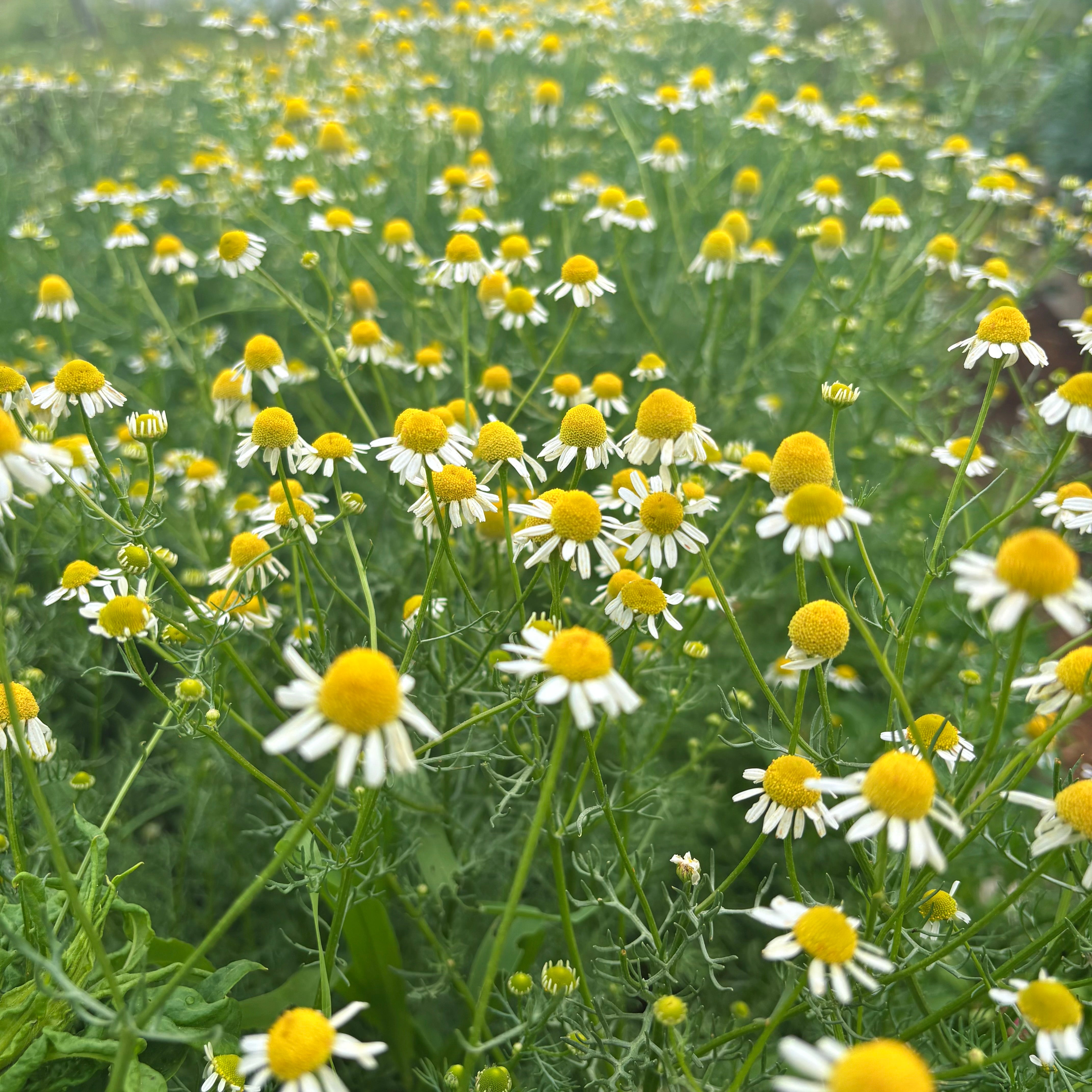 Chamomile growing at The New New Age