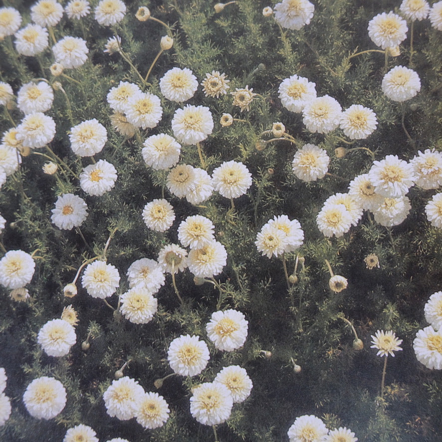 HERBS: RODALE'S SUCCESSFUL ORGANIC GARDENING