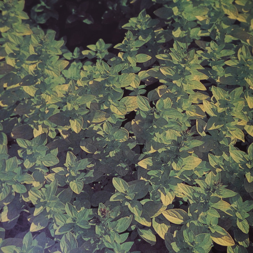 The Complete Book of Herbs: A Practical Guide to Cultivating, Drying, and Cooking With More Than 50 Herbs by Emma Callery (1994)