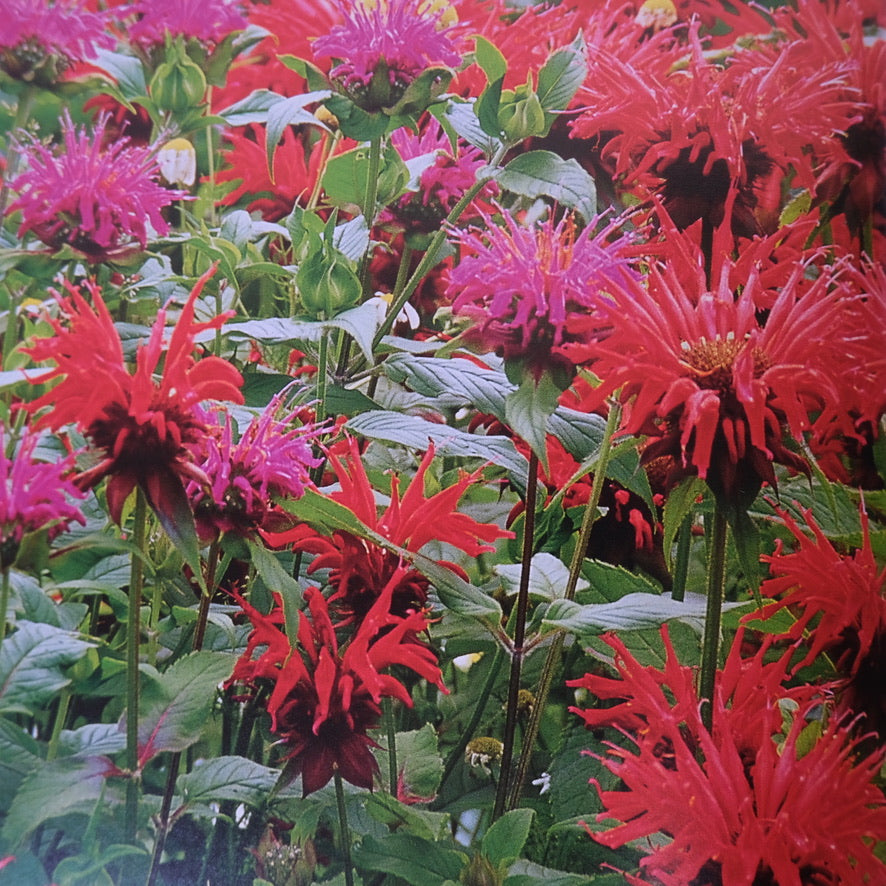 HERBS THE COMPLETE GARDENER'S GUIDE