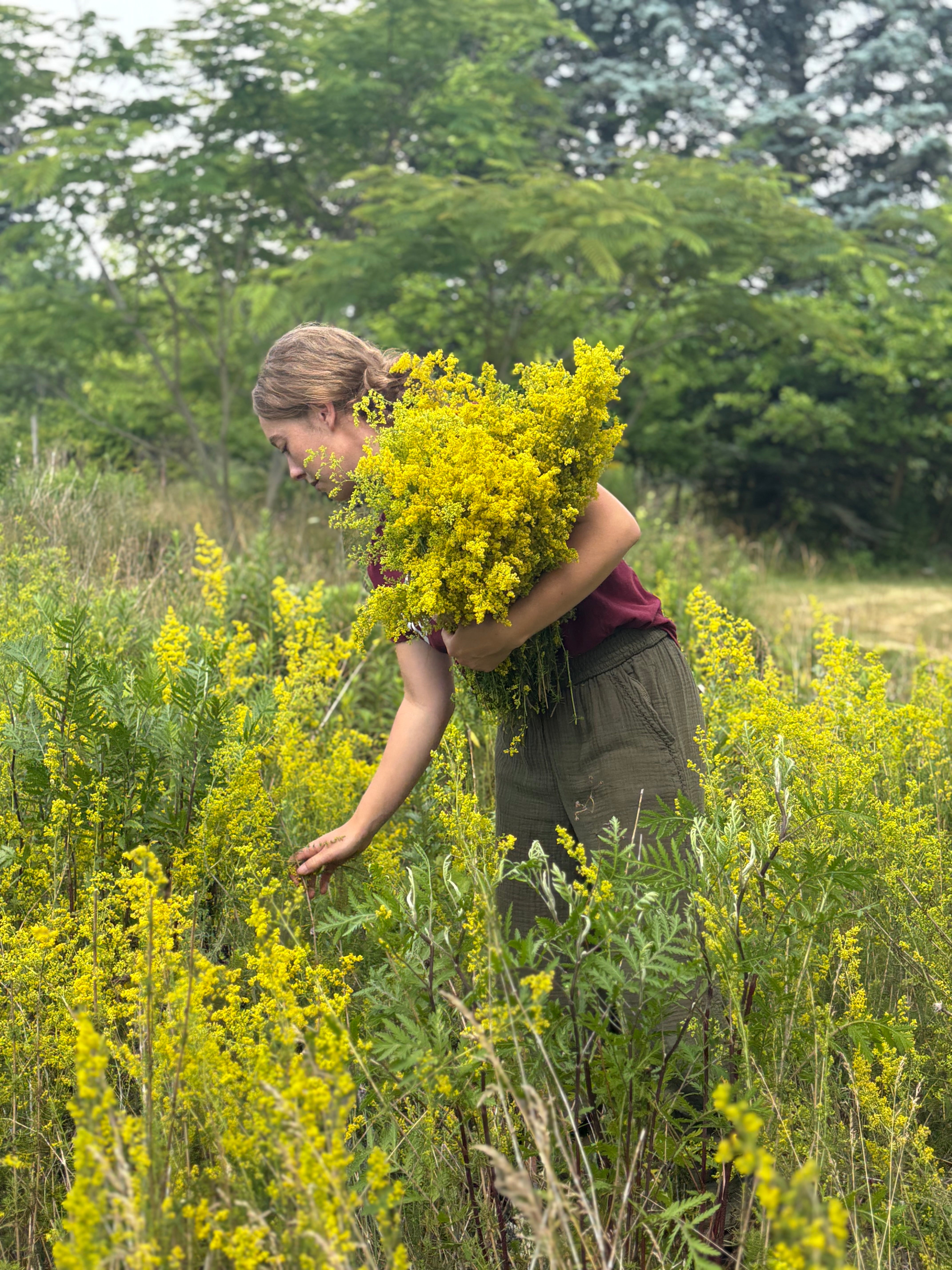 OUR LADY'S BEDSTRAW