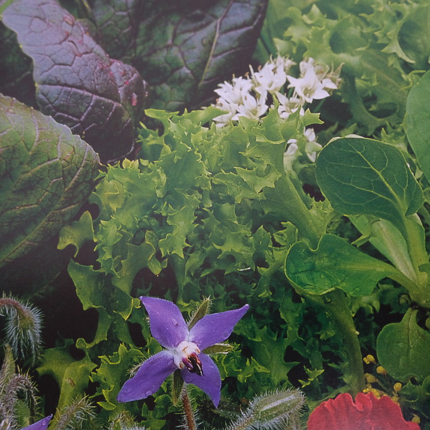 HERBS THE COMPLETE GARDENER'S GUIDE