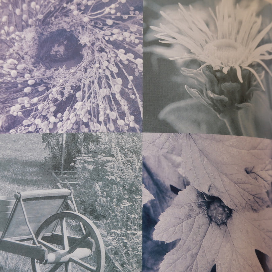 ROSEMARY GLADSTAR'S FAMILY HERBAL