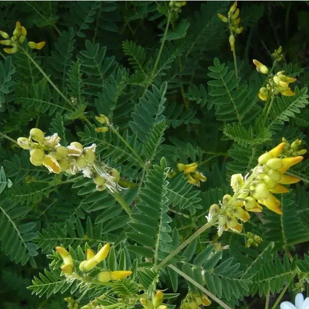 Floral scene with yellow flowers and white daisies amidst green foliage