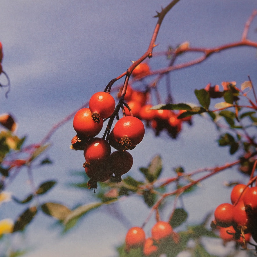 HERBS THE COMPLETE GARDENER'S GUIDE