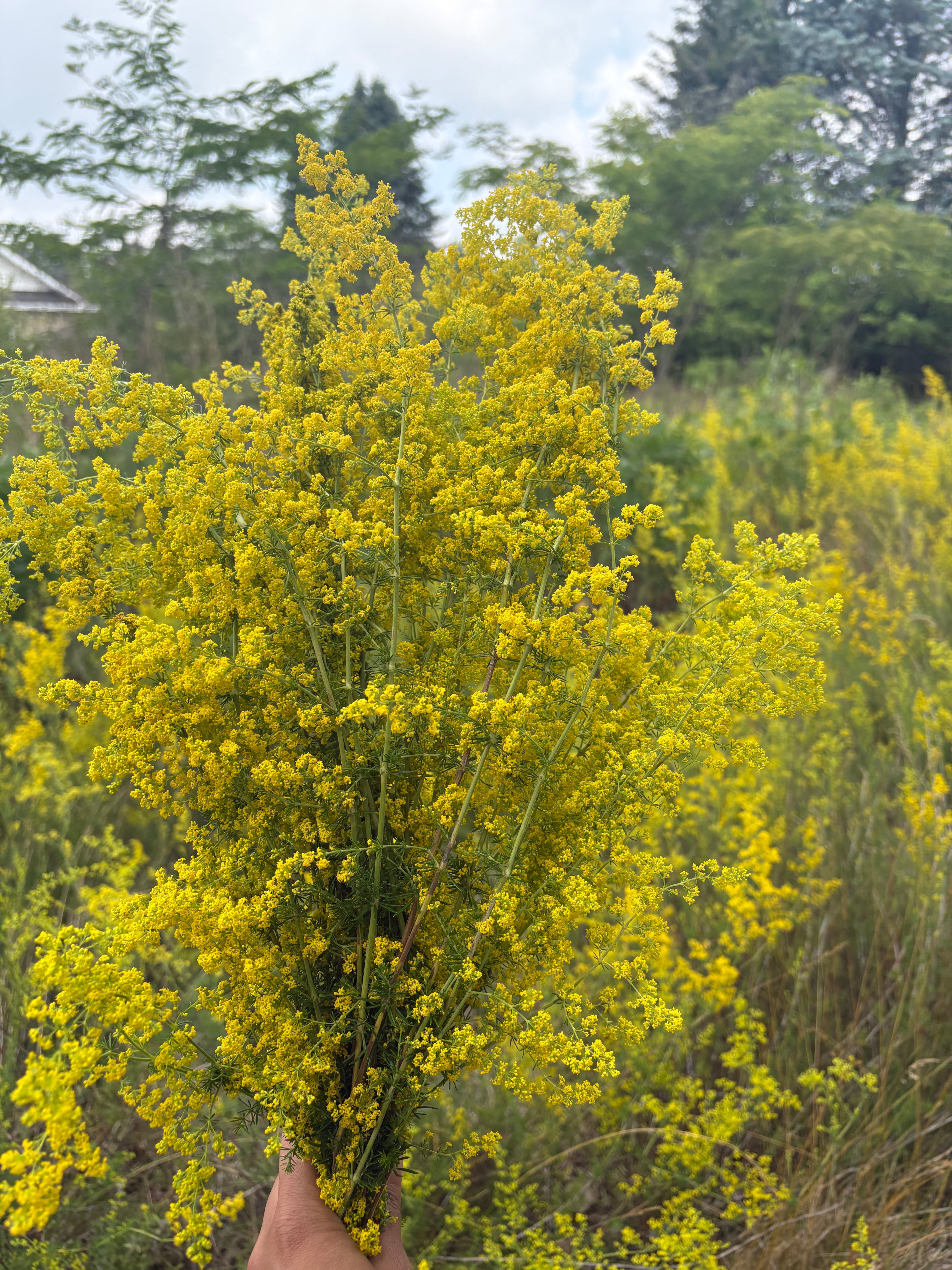 OUR LADY'S BEDSTRAW