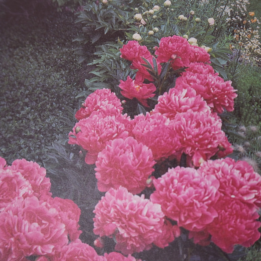 Perennial Garden: Flowers for Three Seasons by Patrick Lima