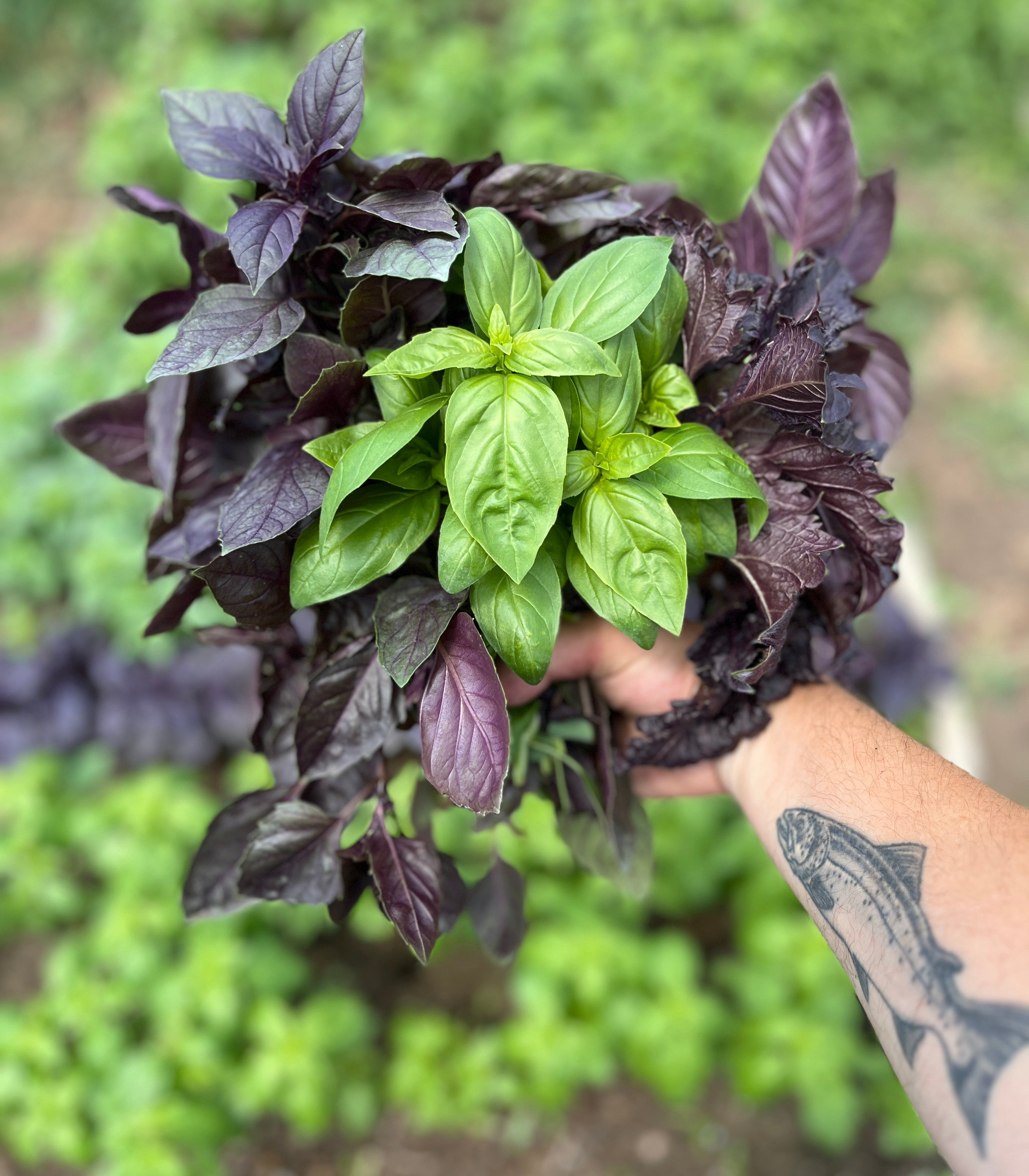 Hand holding a bunch of fresh basil leaves with a blurred green background