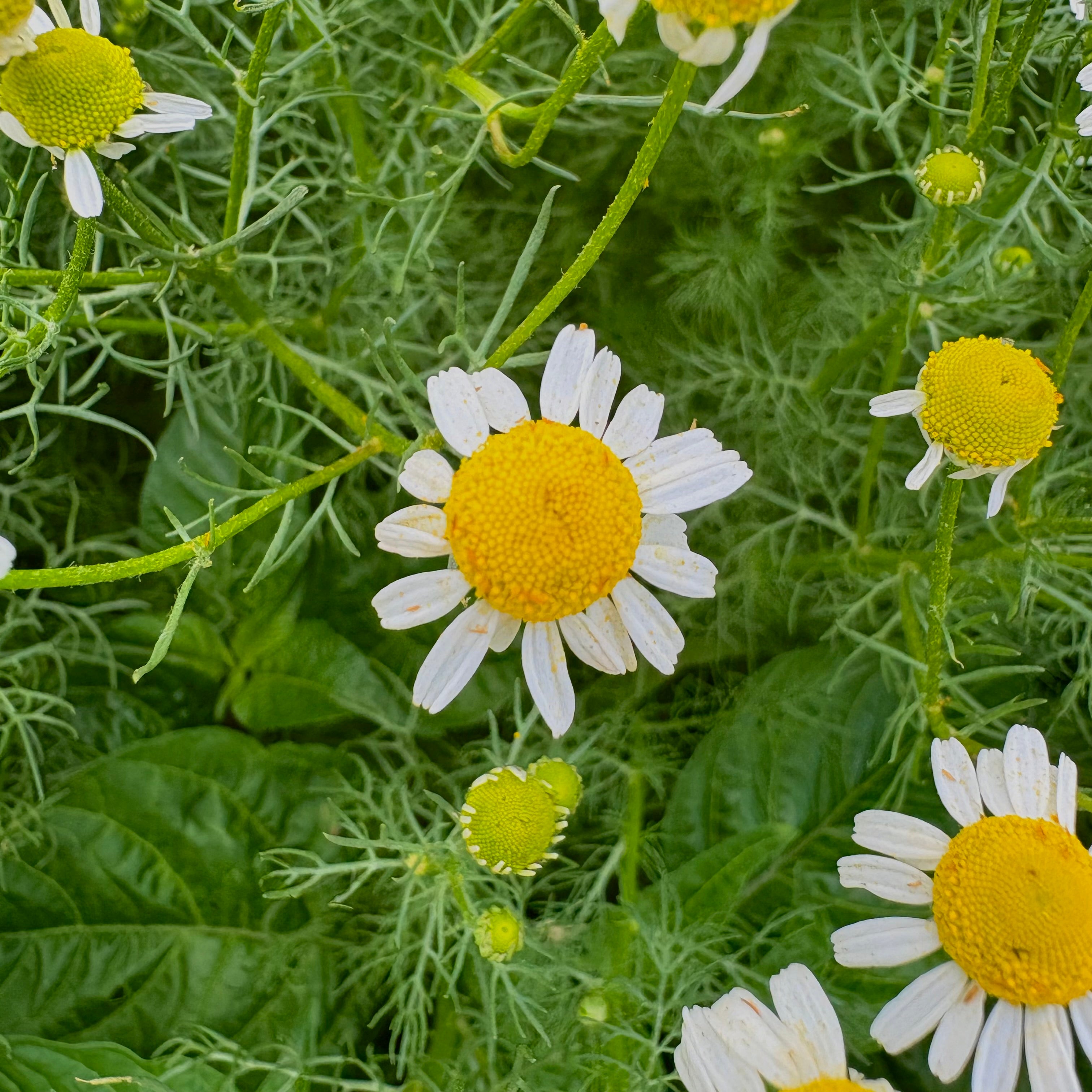 CHAMOMILE