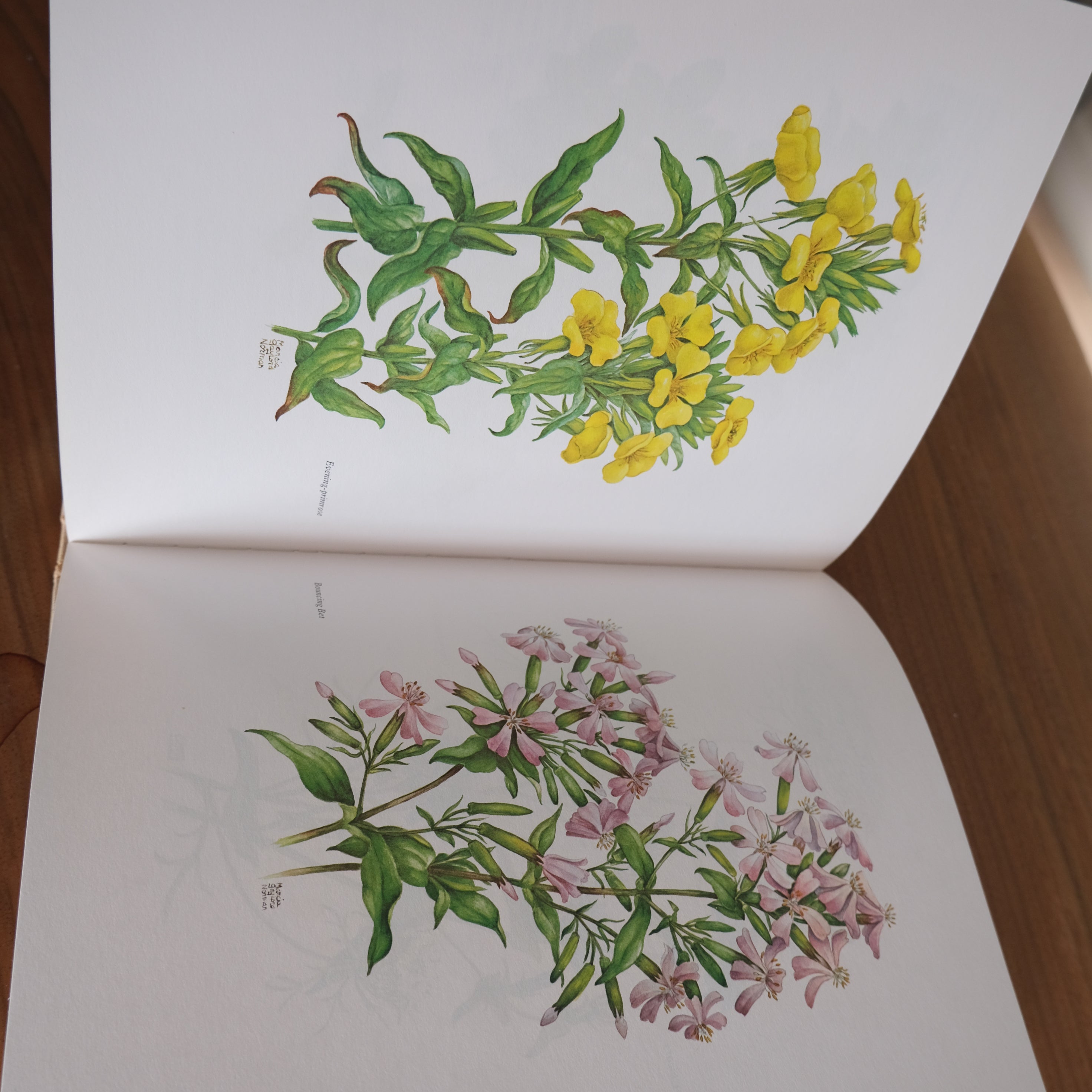 A Sampler of Wayside Herbs