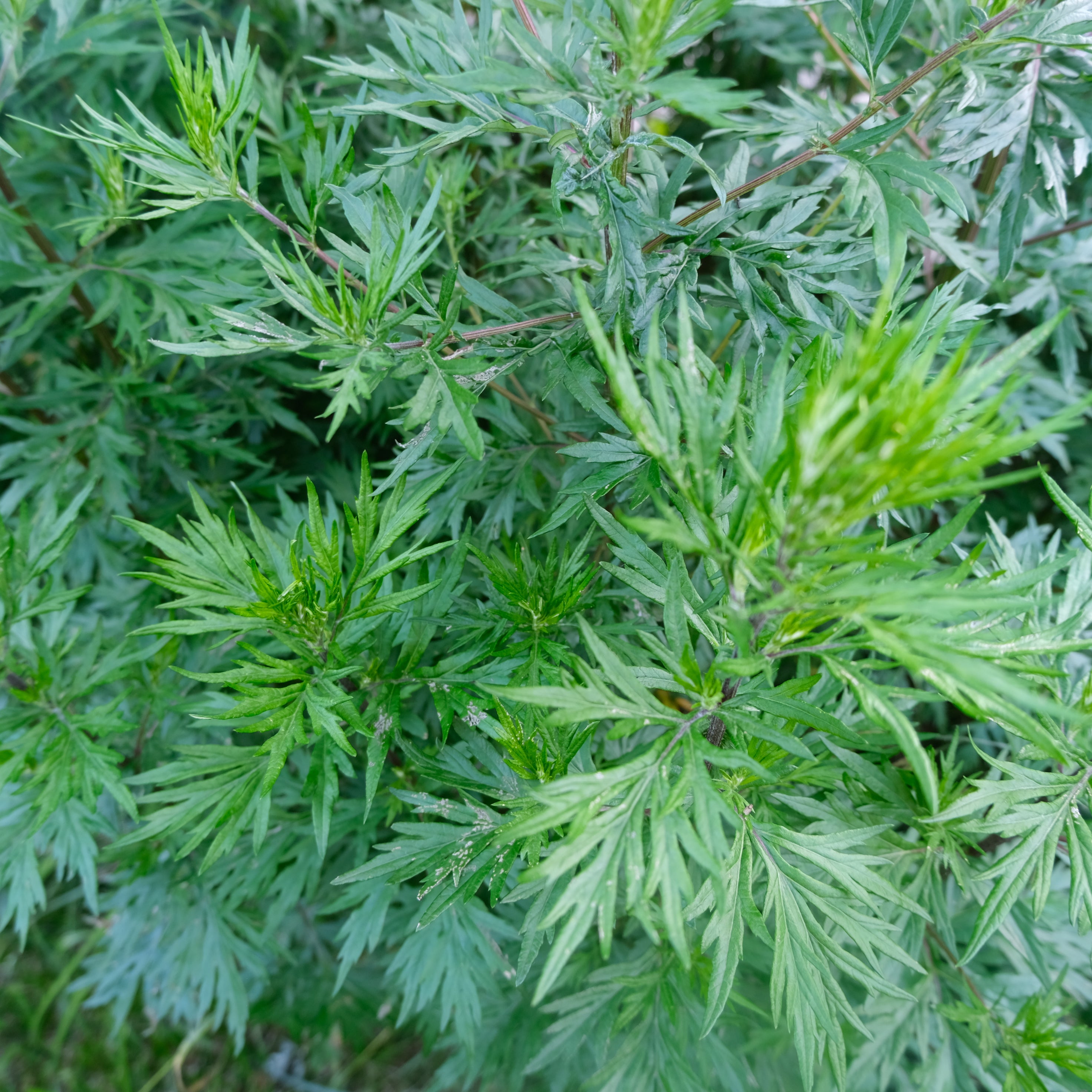 MUGWORT