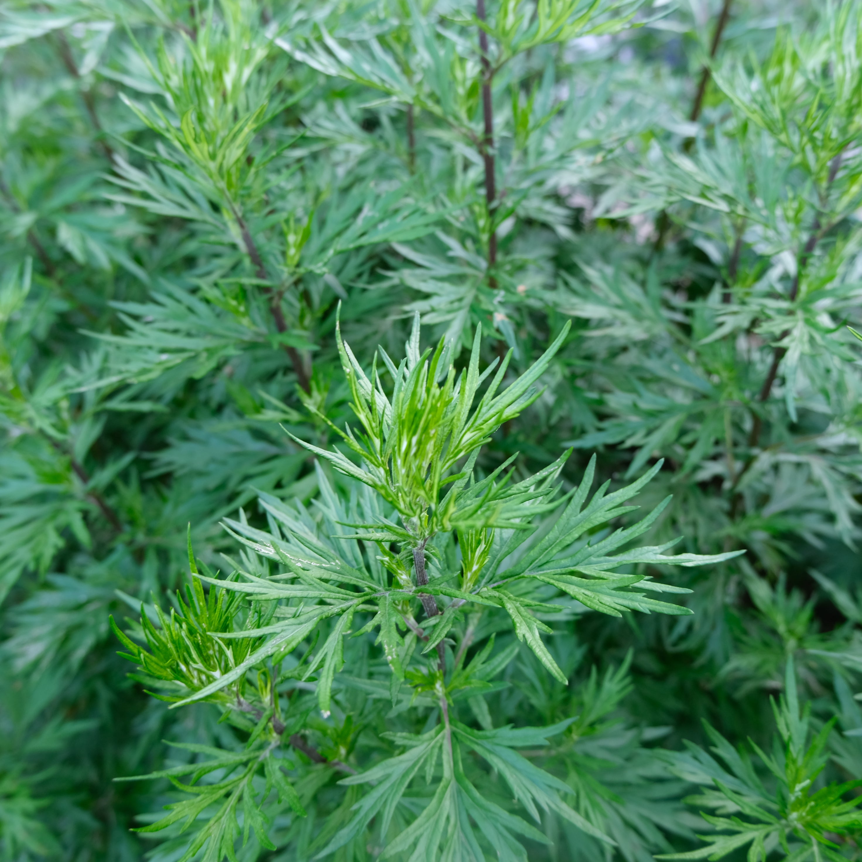 MUGWORT