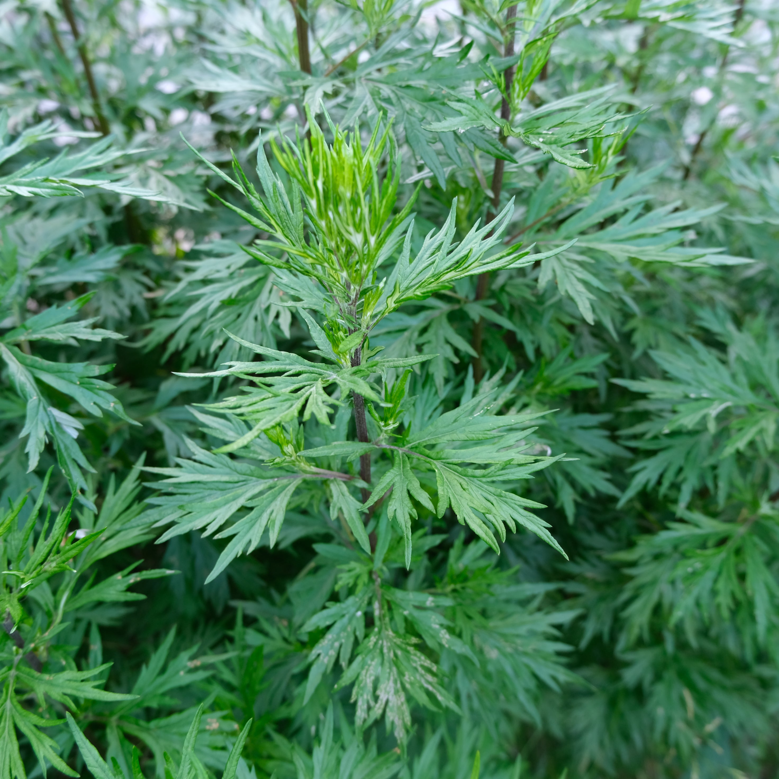 MUGWORT
