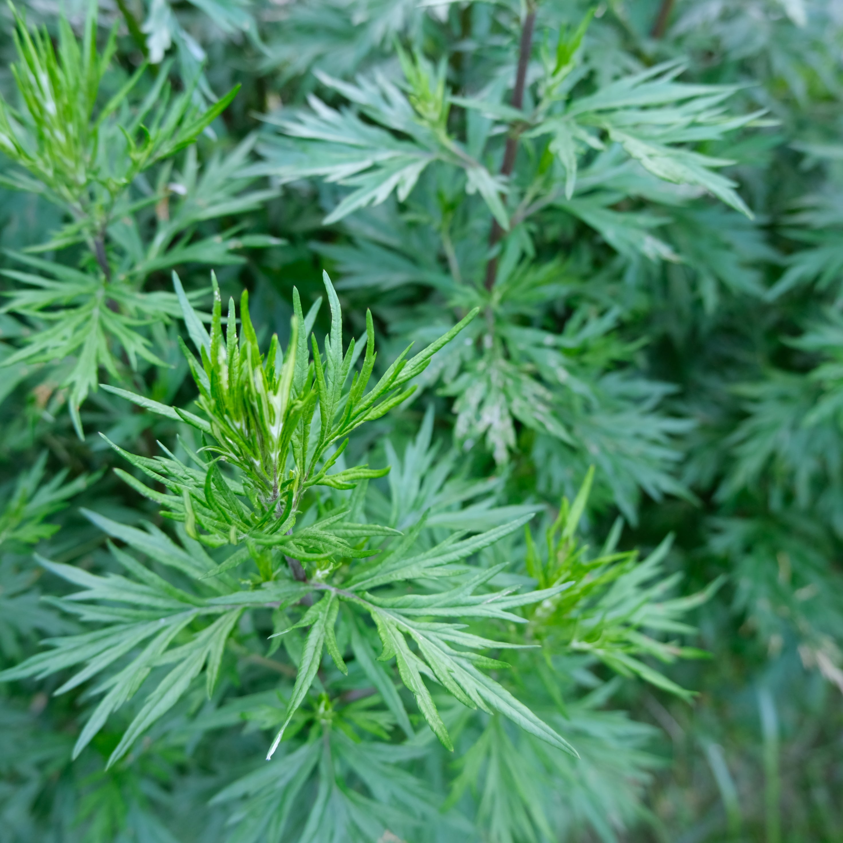 MUGWORT
