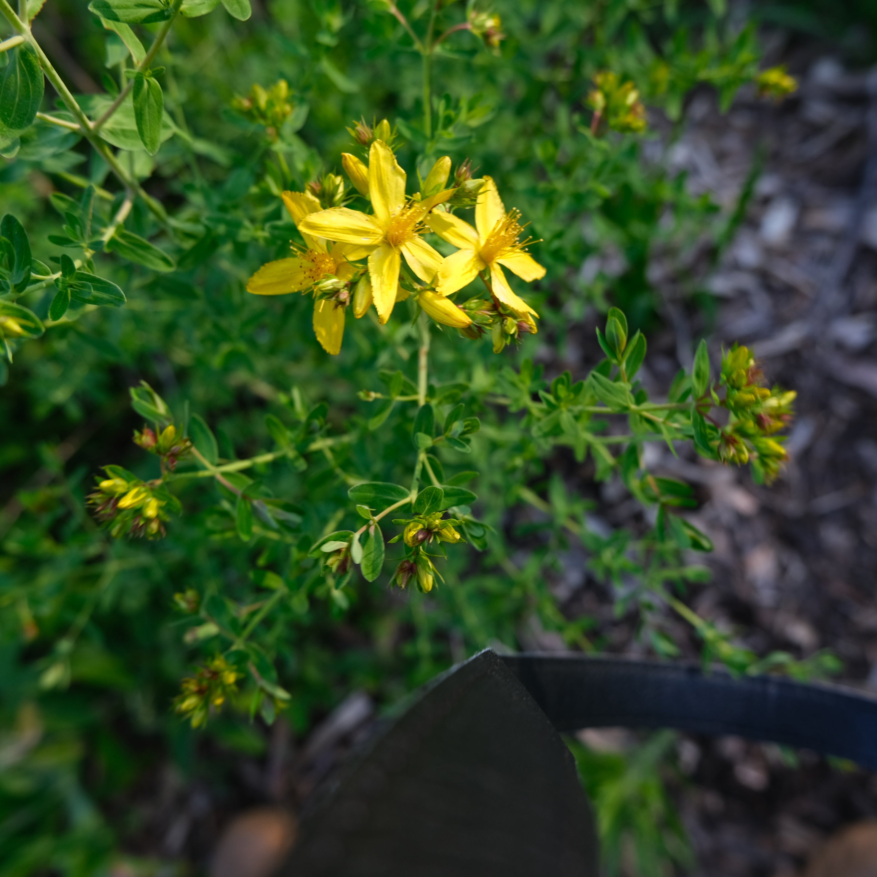 A VOICE IN THE WILDERNESS DAY RETREAT