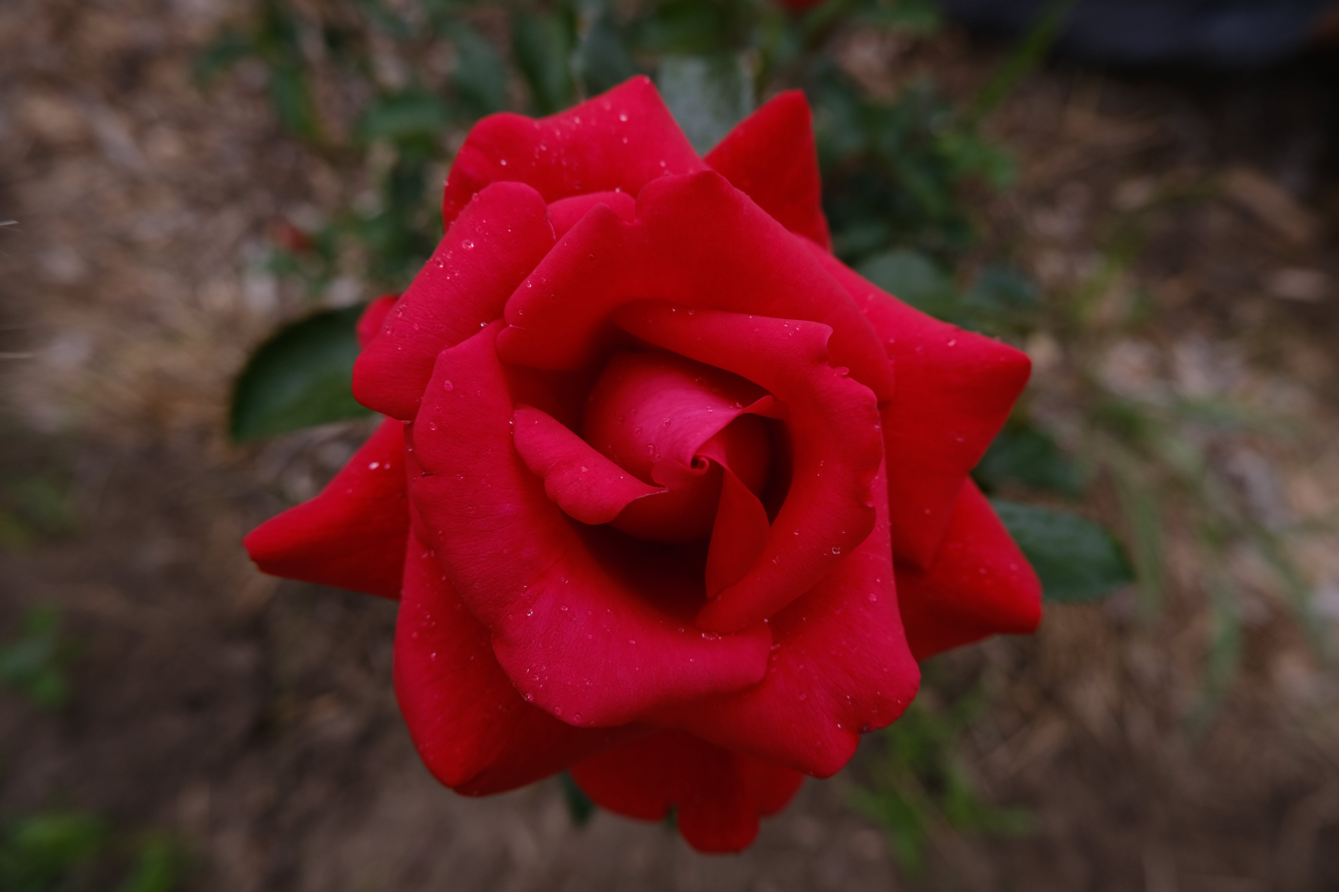 Rose at The New New Age