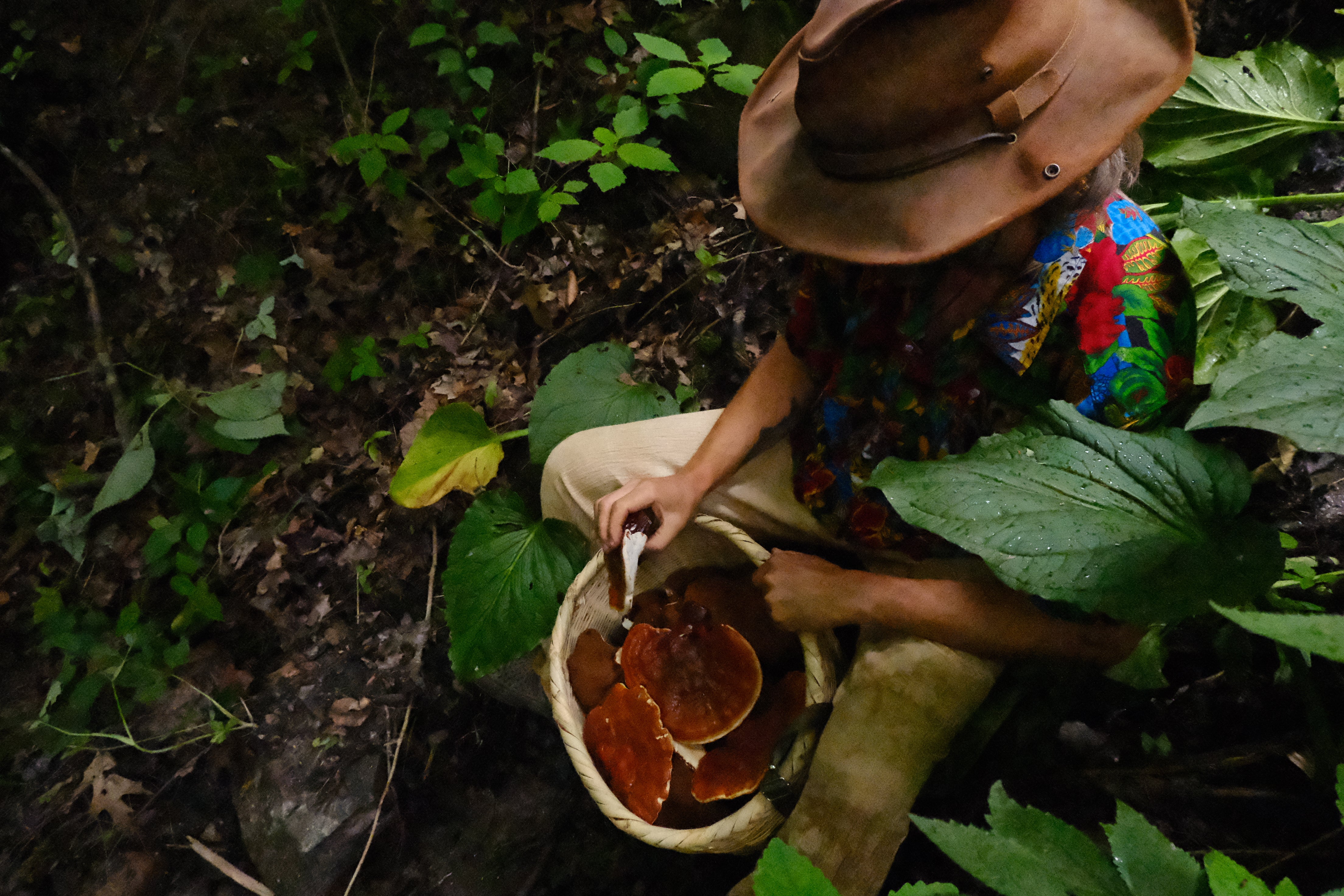 REISHI MUSHROOM SLICES