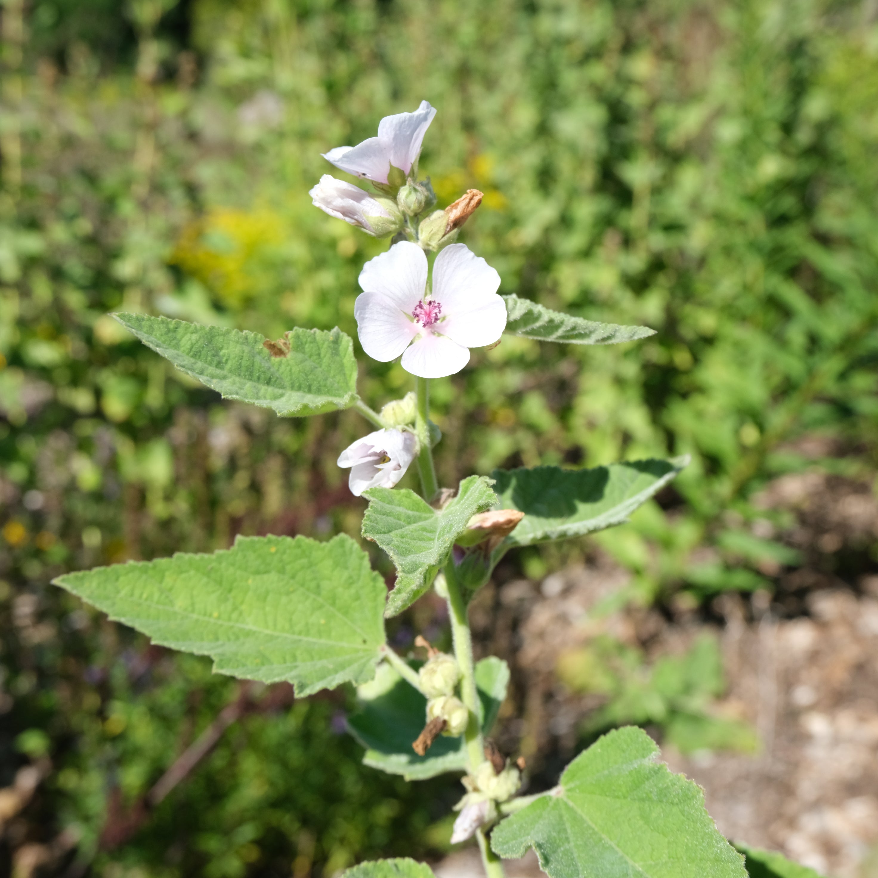 White flowers with green leaves on a blurred natural background