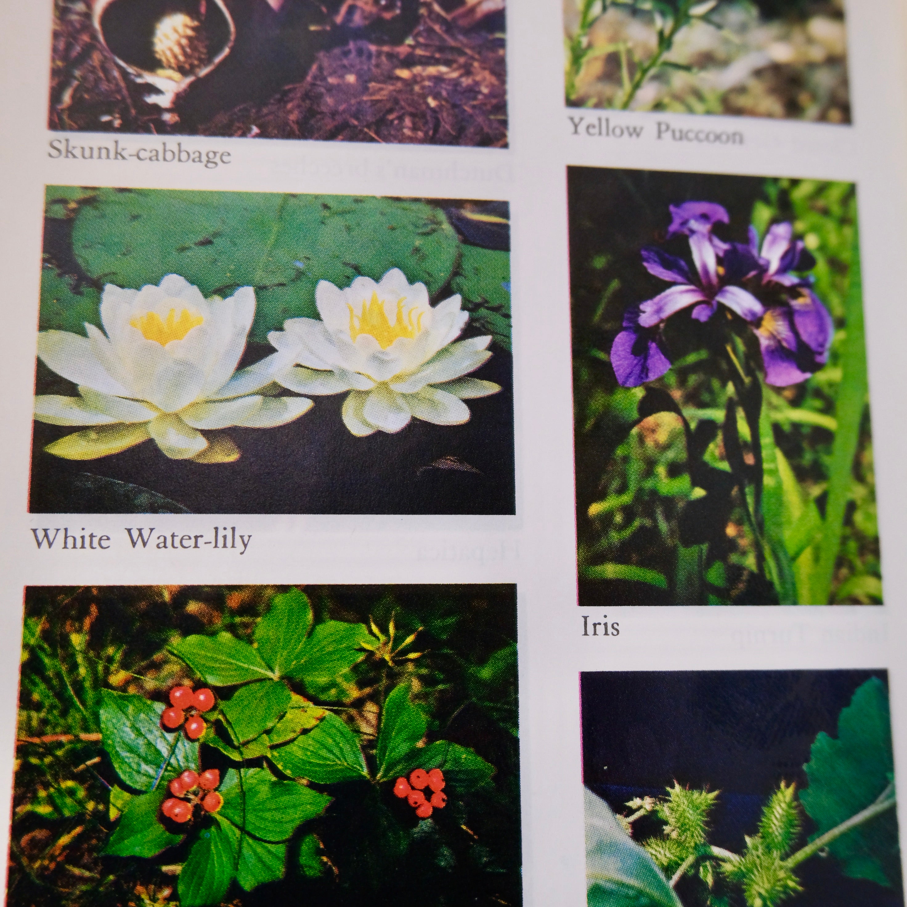 Native Wild Plants of Eastern Canada and the Adjacent Northeastern United States
