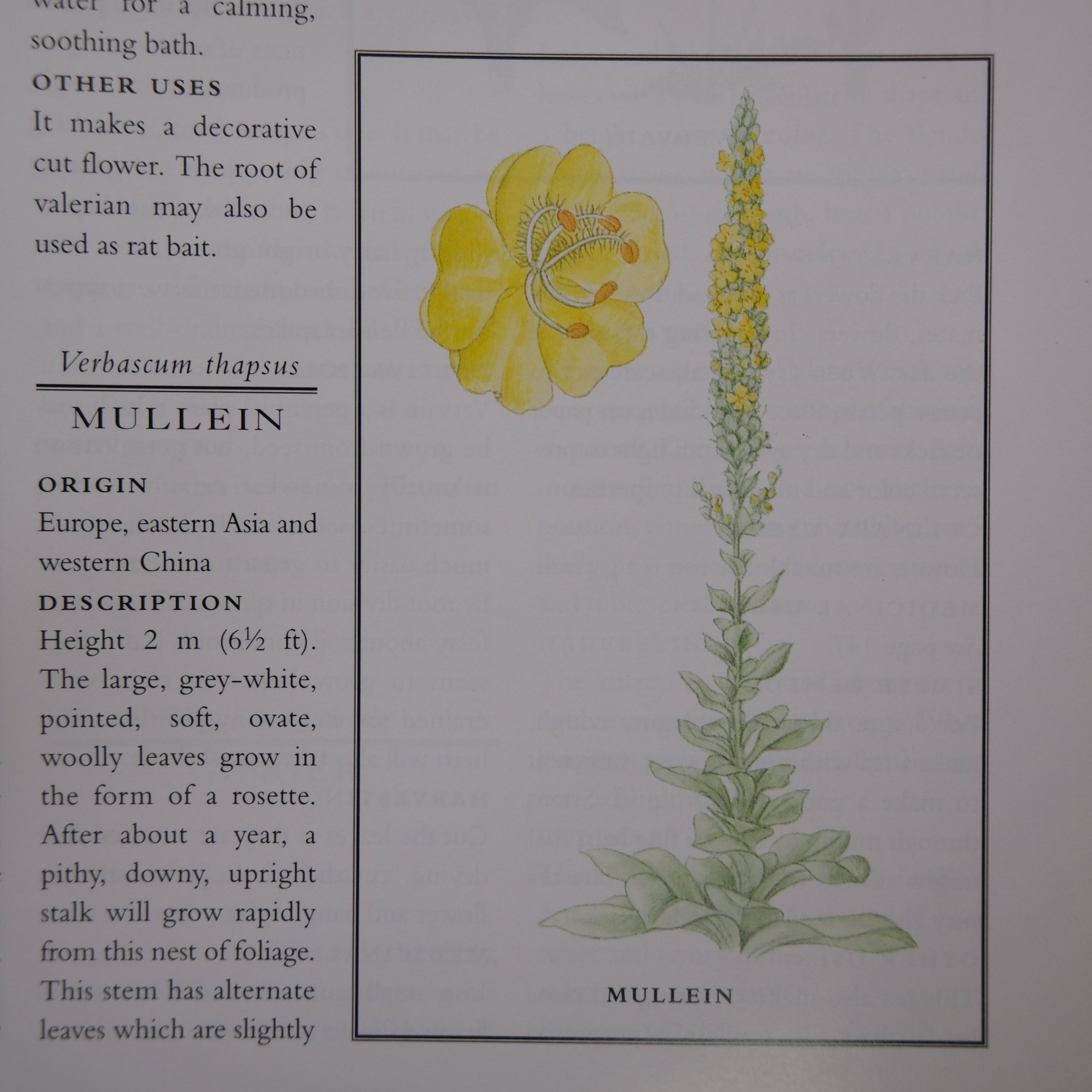 THE ILLUSTRATED BOOK OF HERBS
