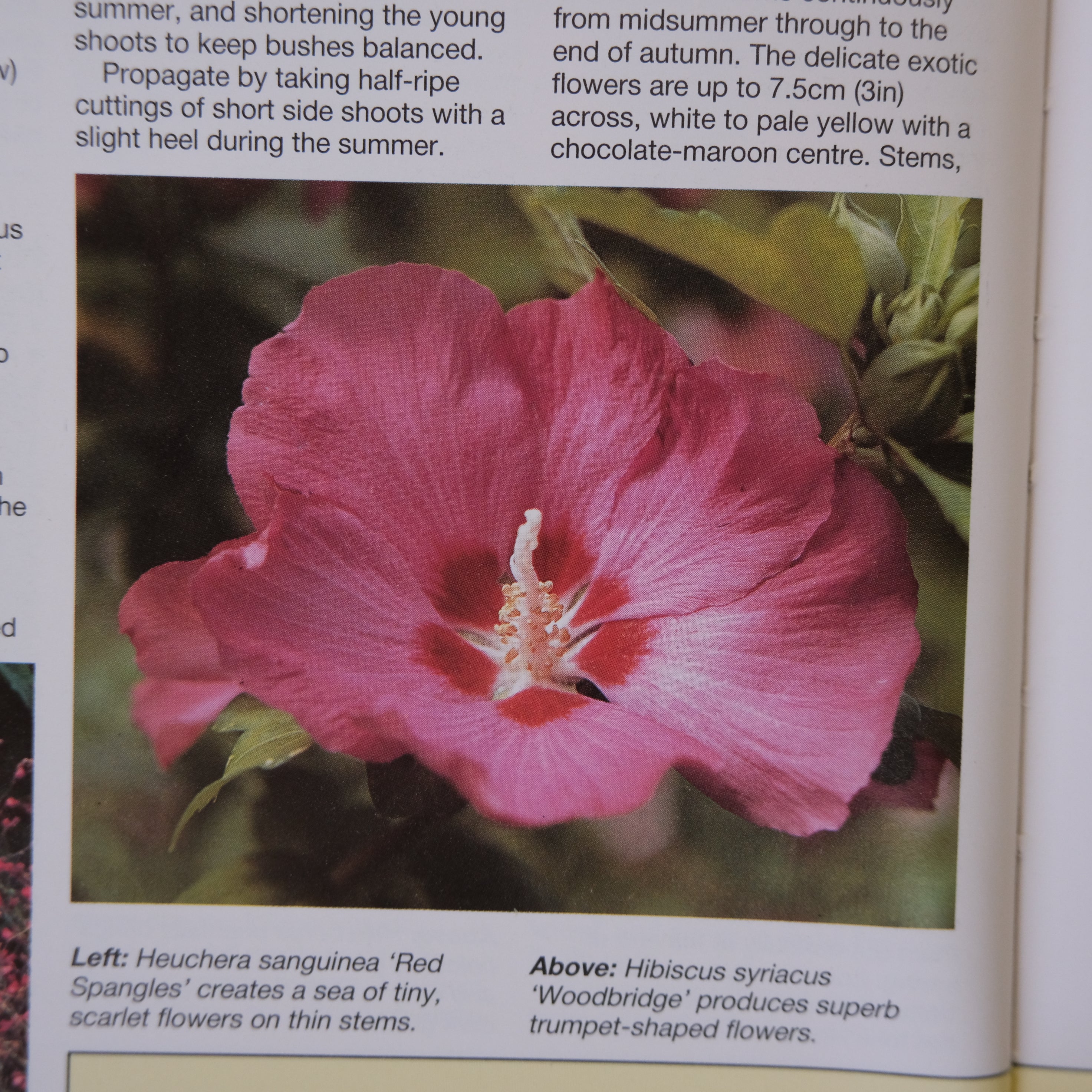 THE GARDENER'S GUIDE