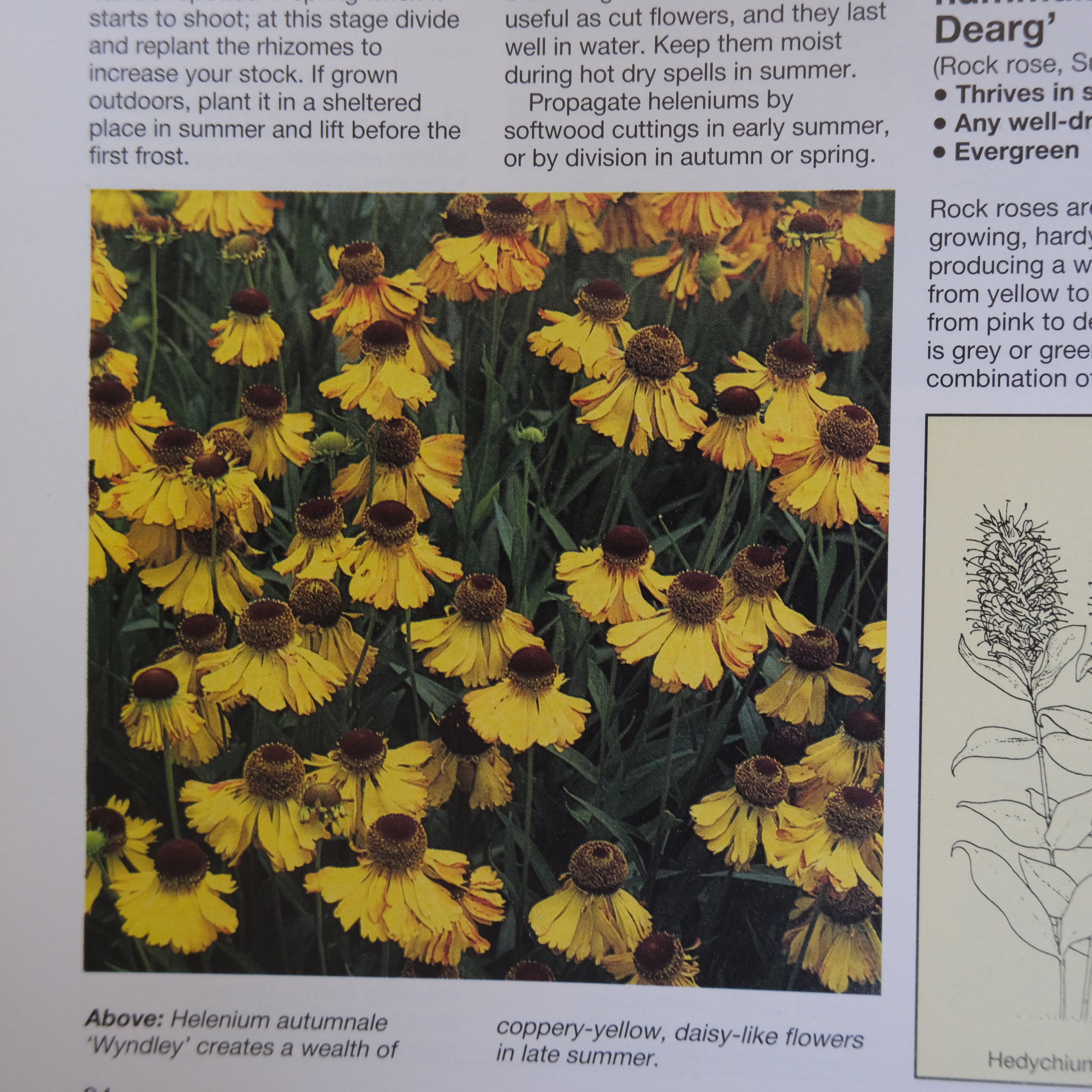 THE GARDENER'S GUIDE