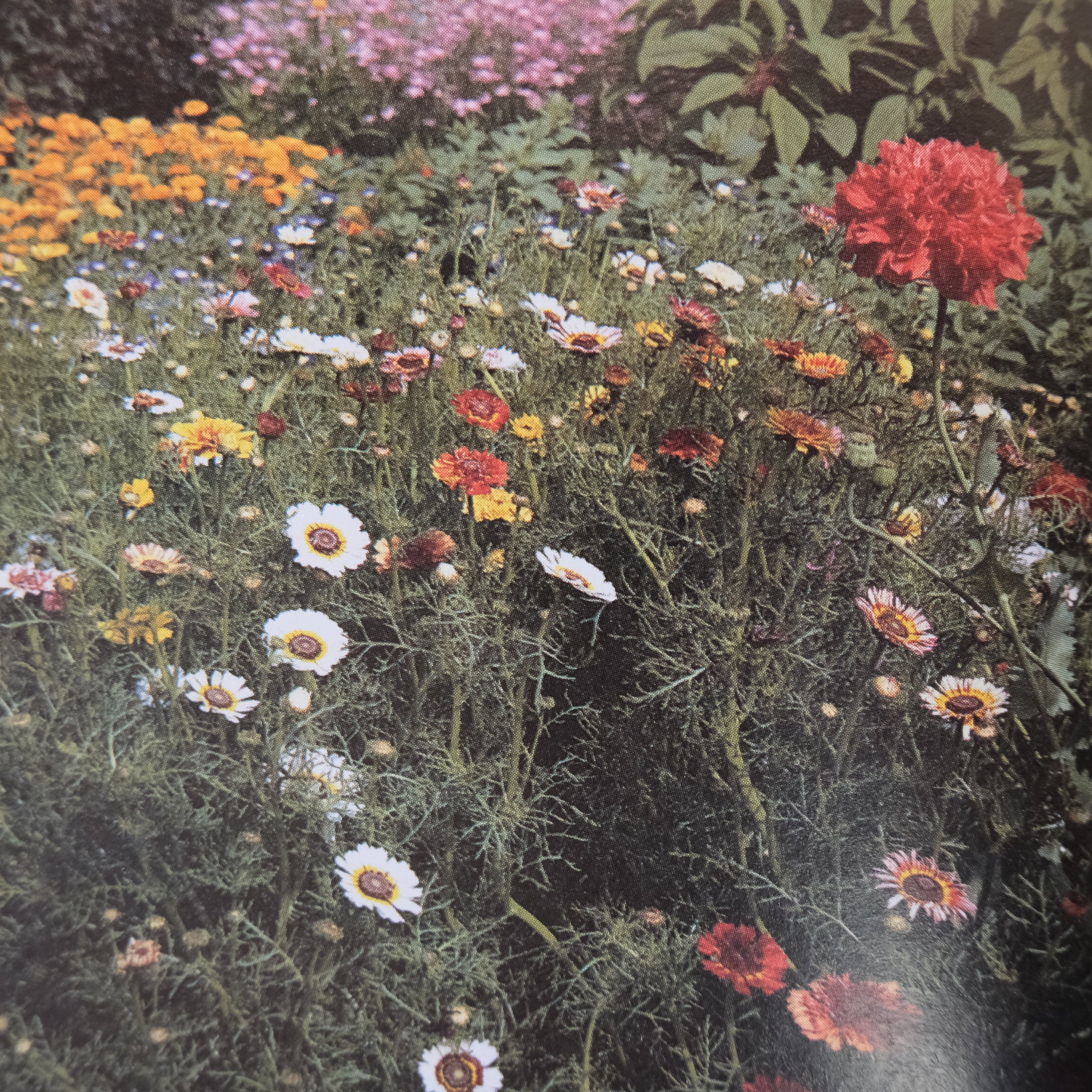 Colorful garden with various flowers including red, white, and yellow blossoms.